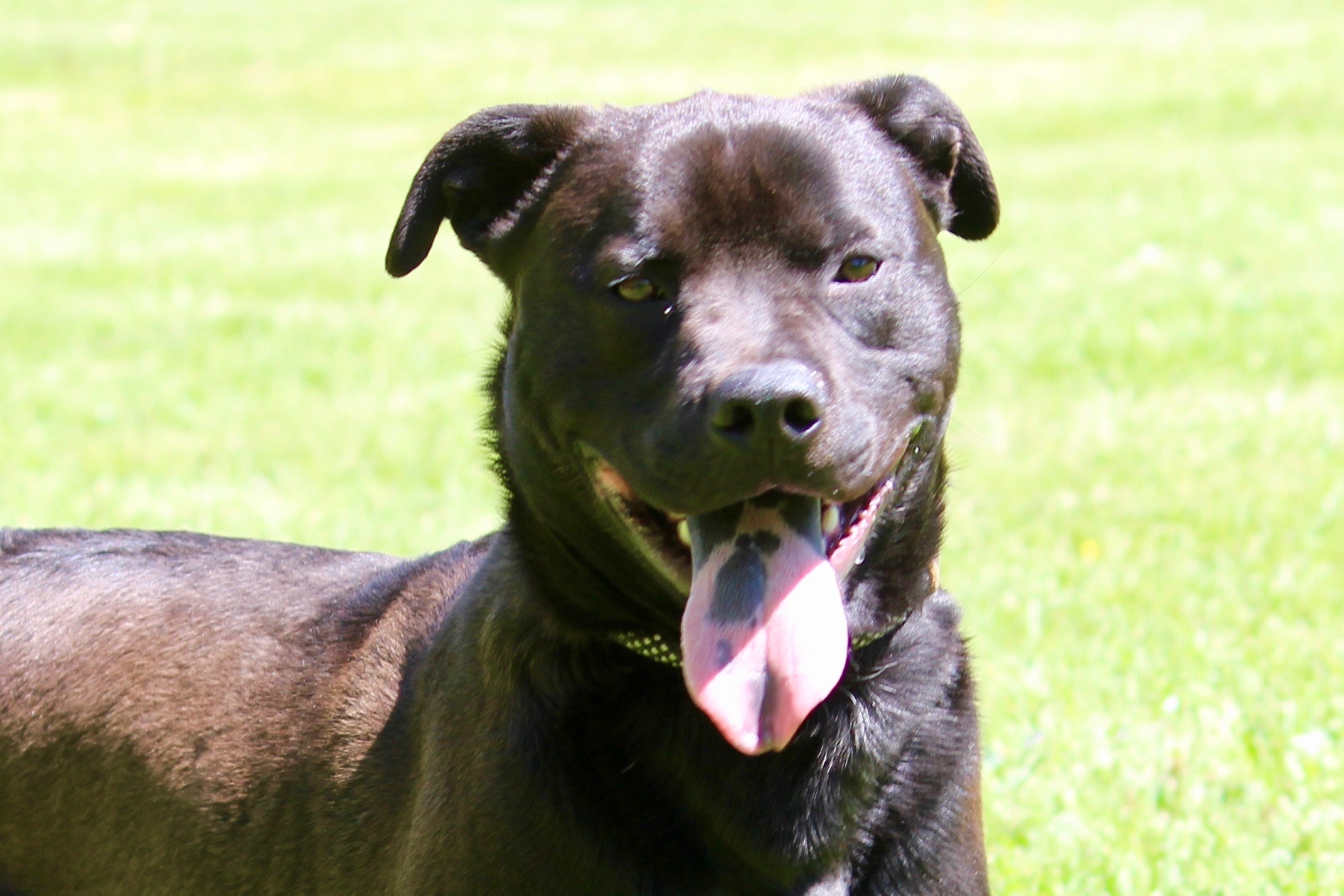 ZANE, Adult Male Mixed Breed