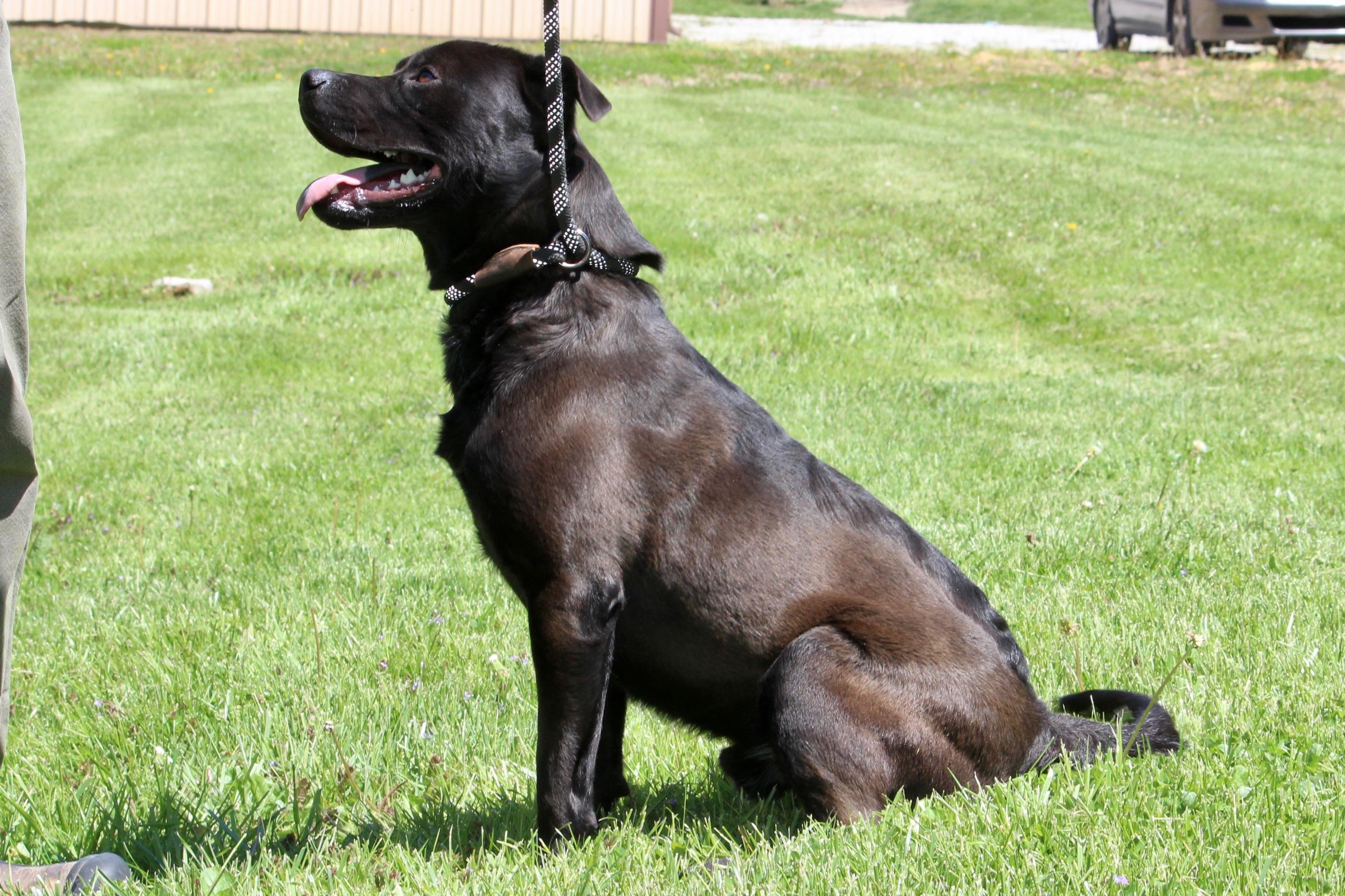 ZANE, a Adoptable Mixed Breed in Brazil, IN image 3/8