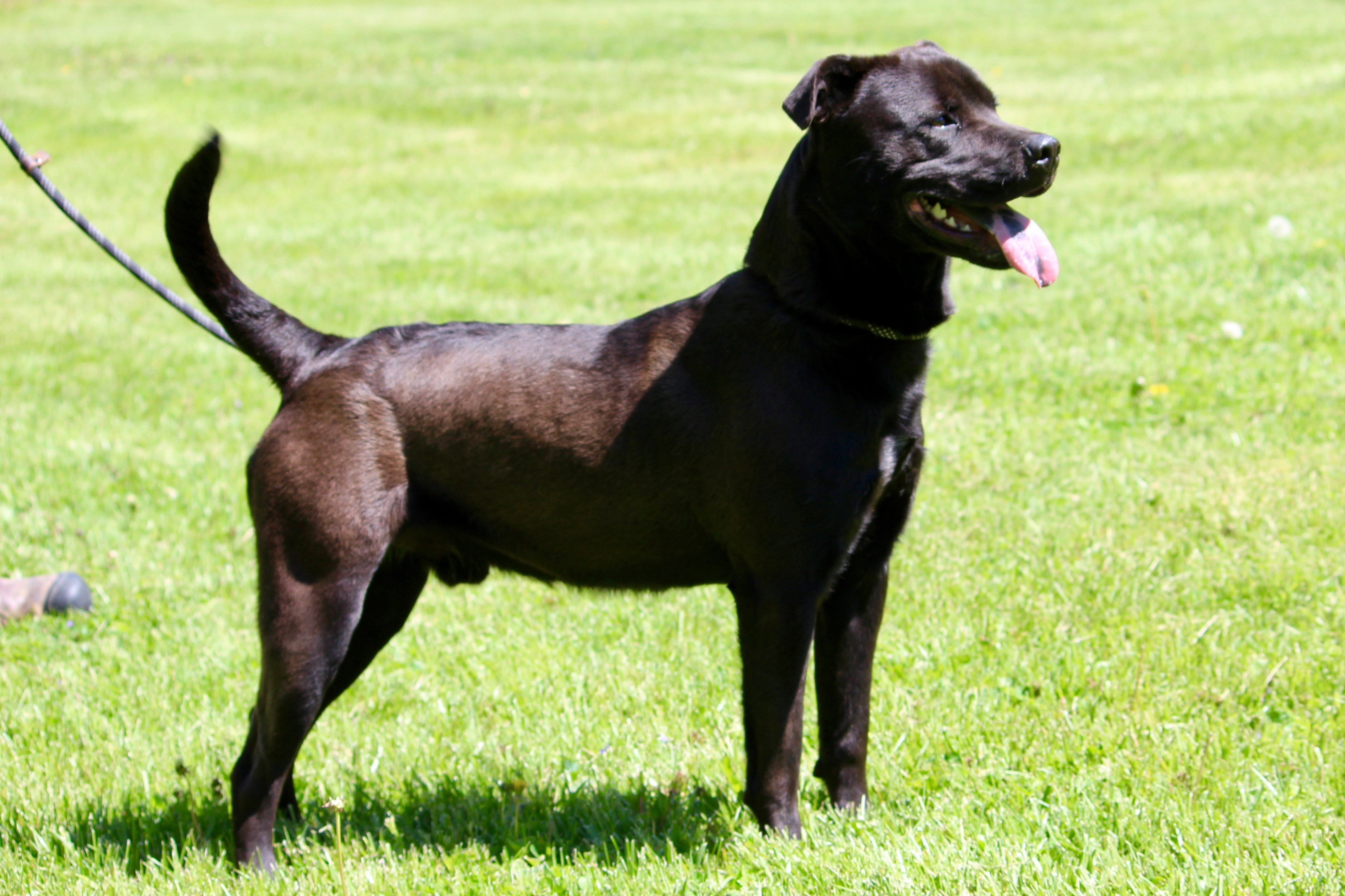 ZANE, a Adoptable Mixed Breed in Brazil, IN image 4/8
