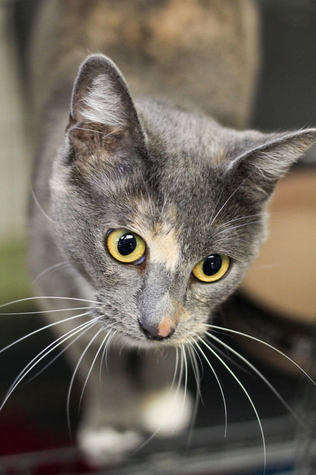 Eve 51069, Adoptable, Adult Female Domestic Short Hair.