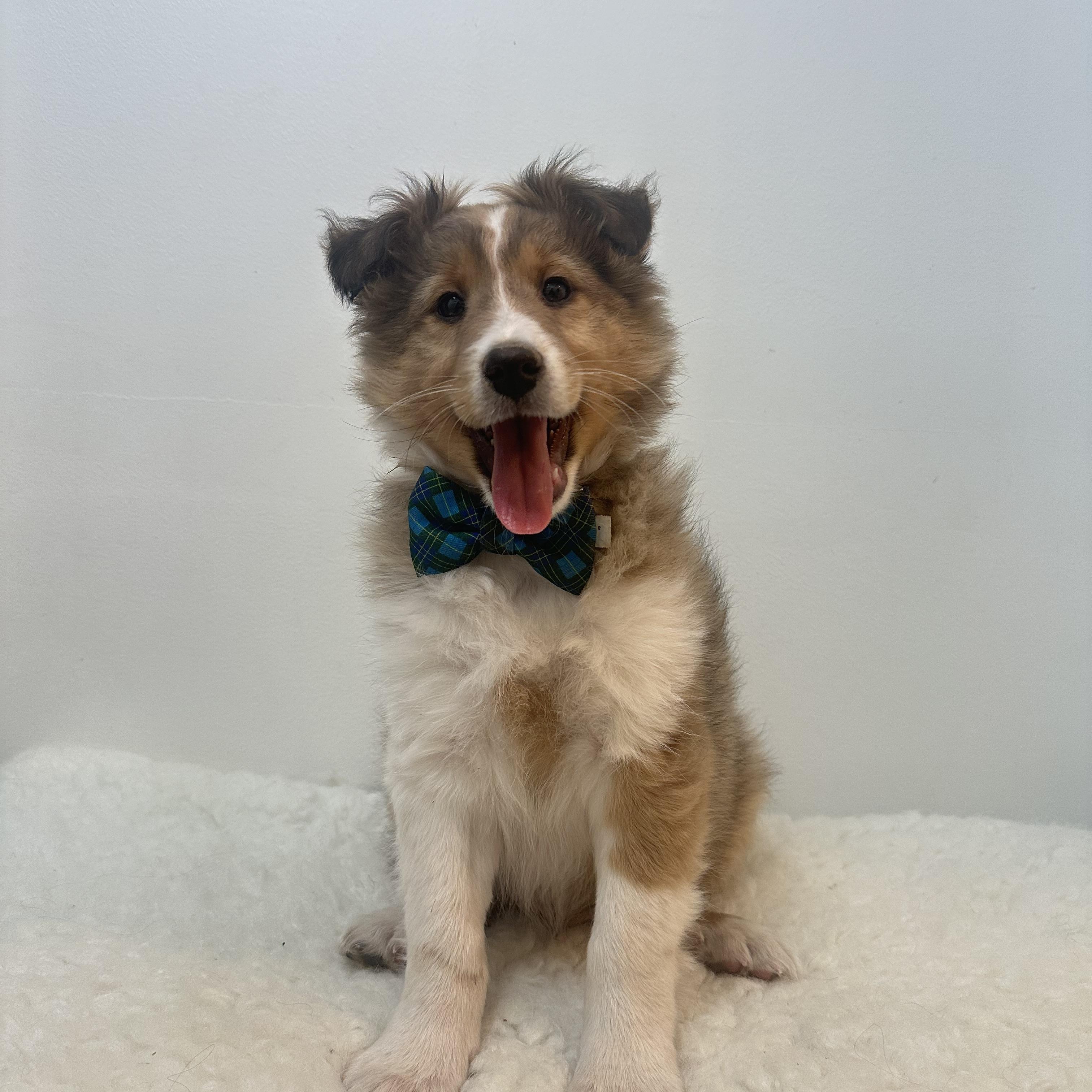 Enlarge Scotland, a ADOPTABLE Shetland Sheepdog / Sheltie in Wrightstown, NJ image 1/1