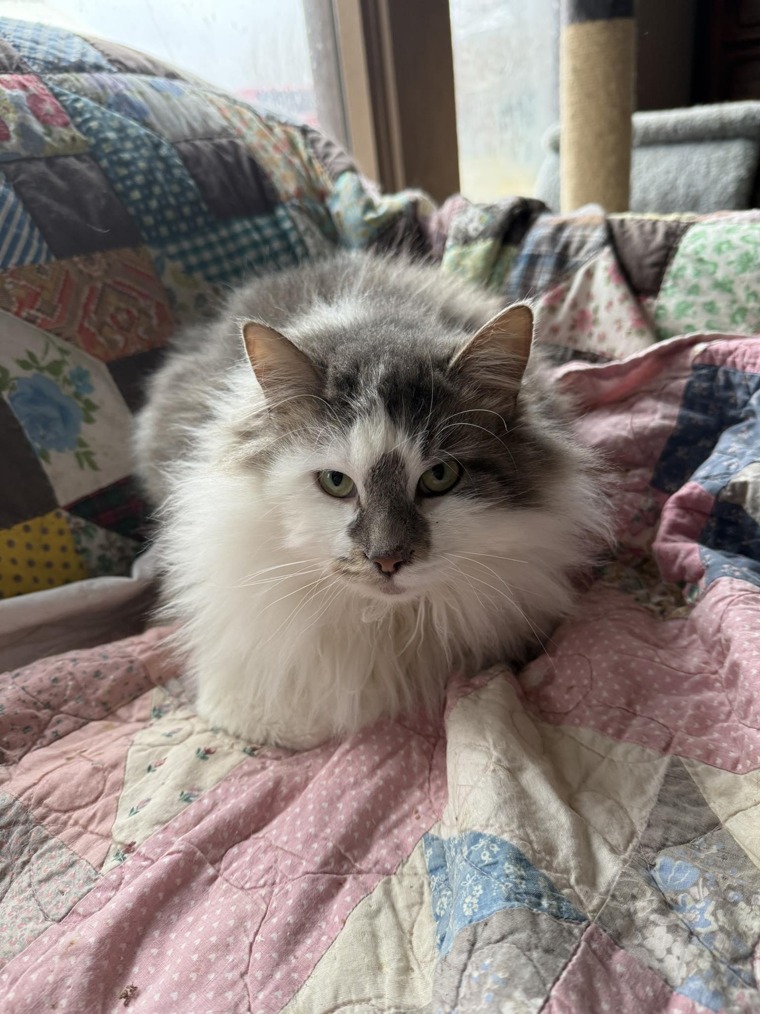 Enlarge Beans, an adopted Domestic Long Hair in Marion, IN image 1/1