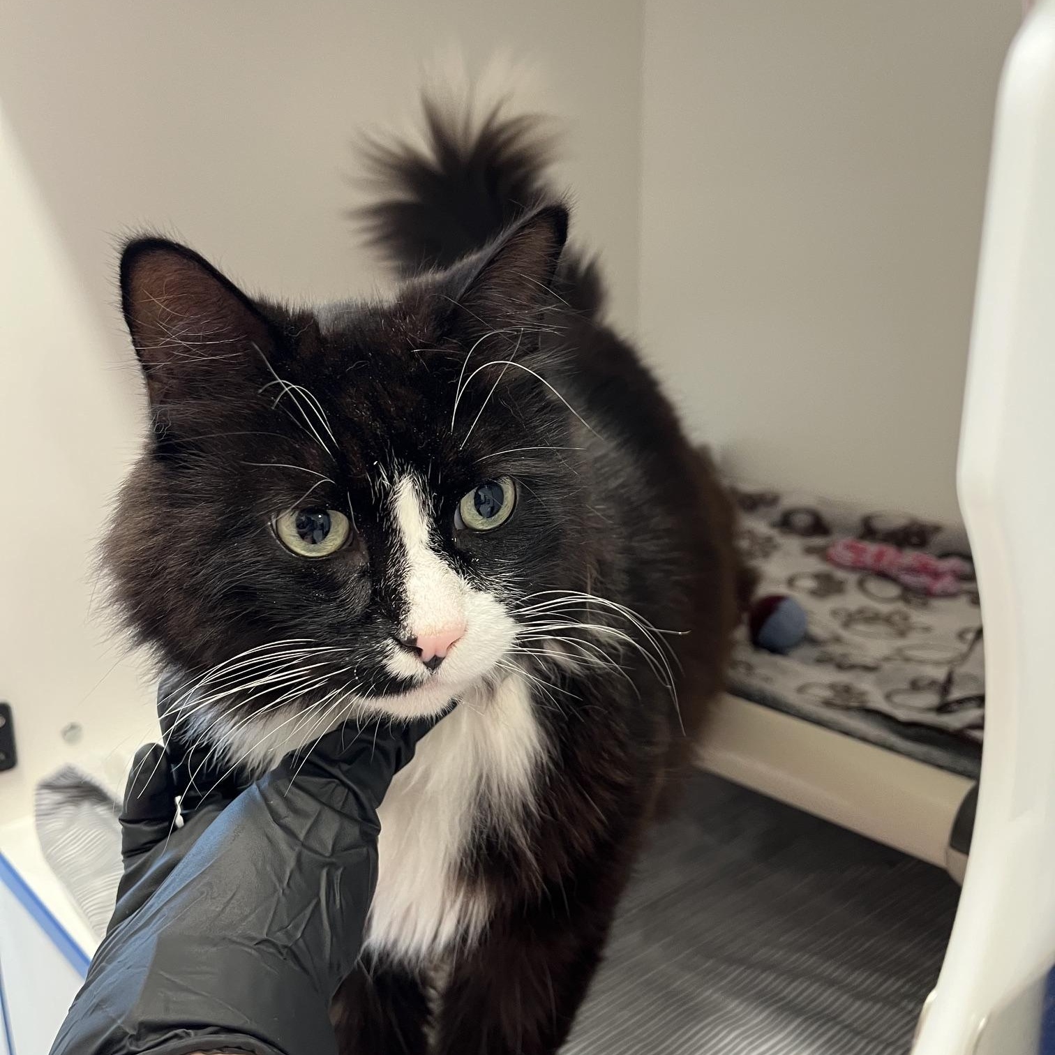 Enlarge Zade, a ADOPTABLE Domestic Long Hair in St Thomas, ON image 3/4