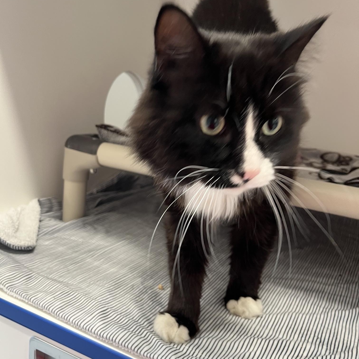 Enlarge Zade, a ADOPTABLE Domestic Long Hair in St Thomas, ON image 4/4