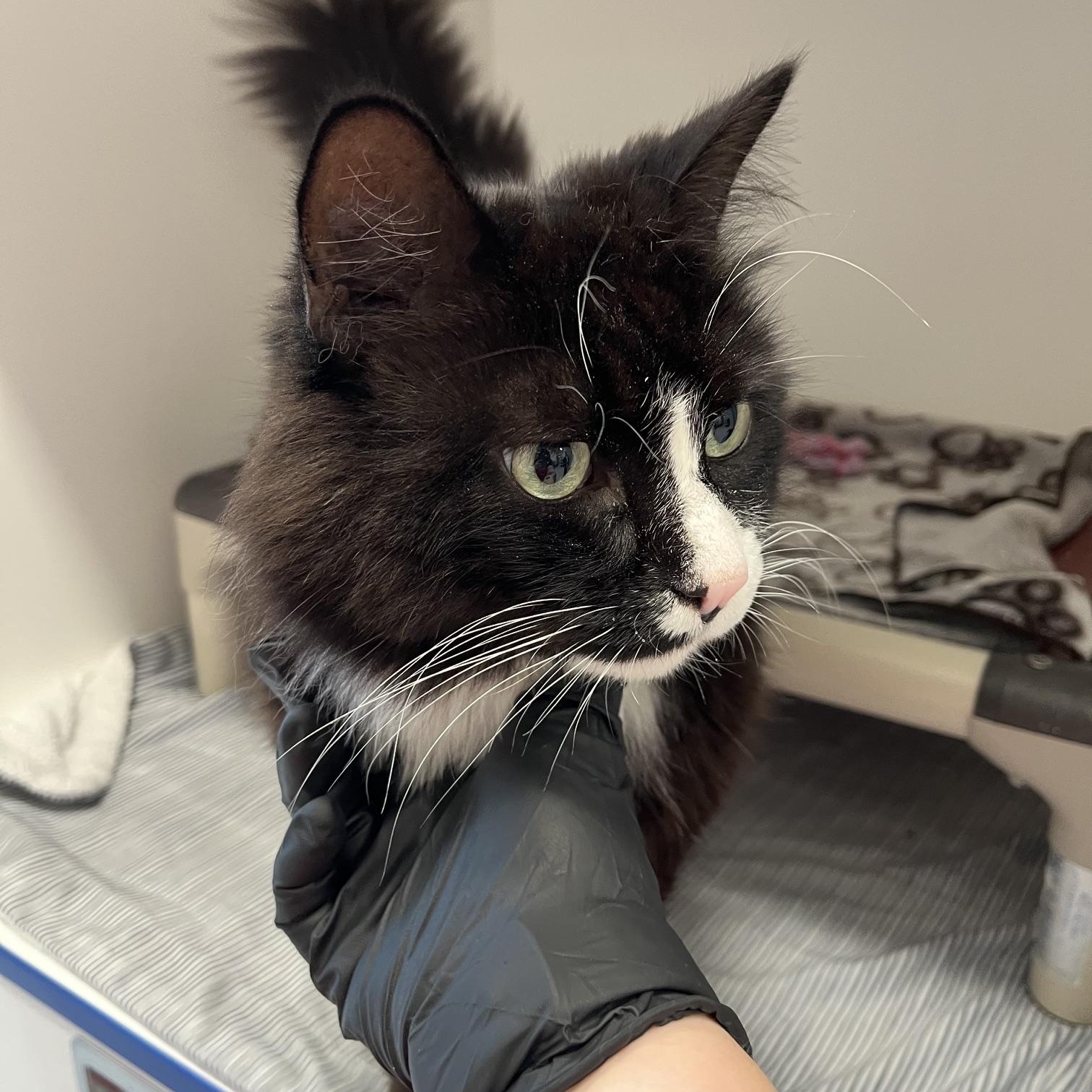 Zade, ADOPTABLE, Adult Male Domestic Long Hair.