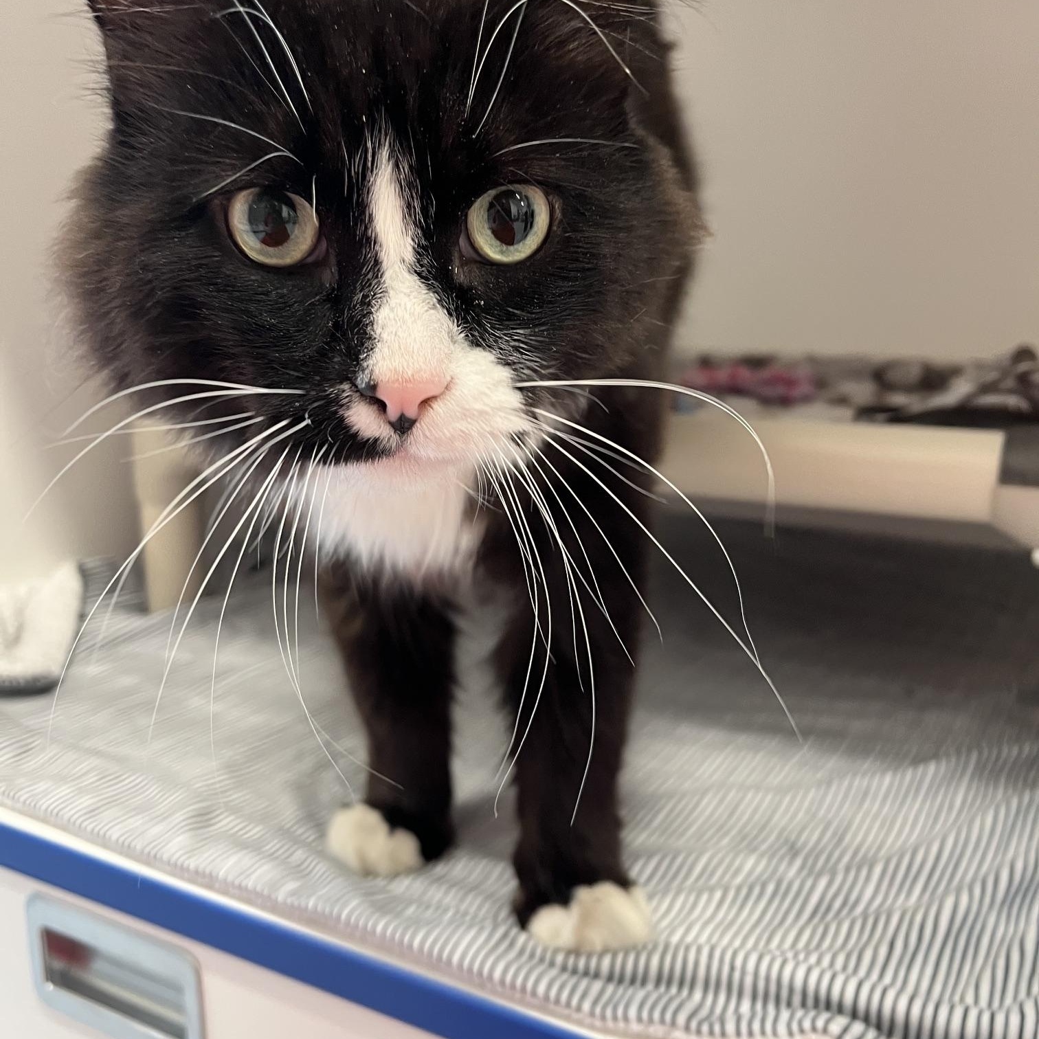 Enlarge Zade, a ADOPTABLE Domestic Long Hair in St Thomas, ON image 2/4