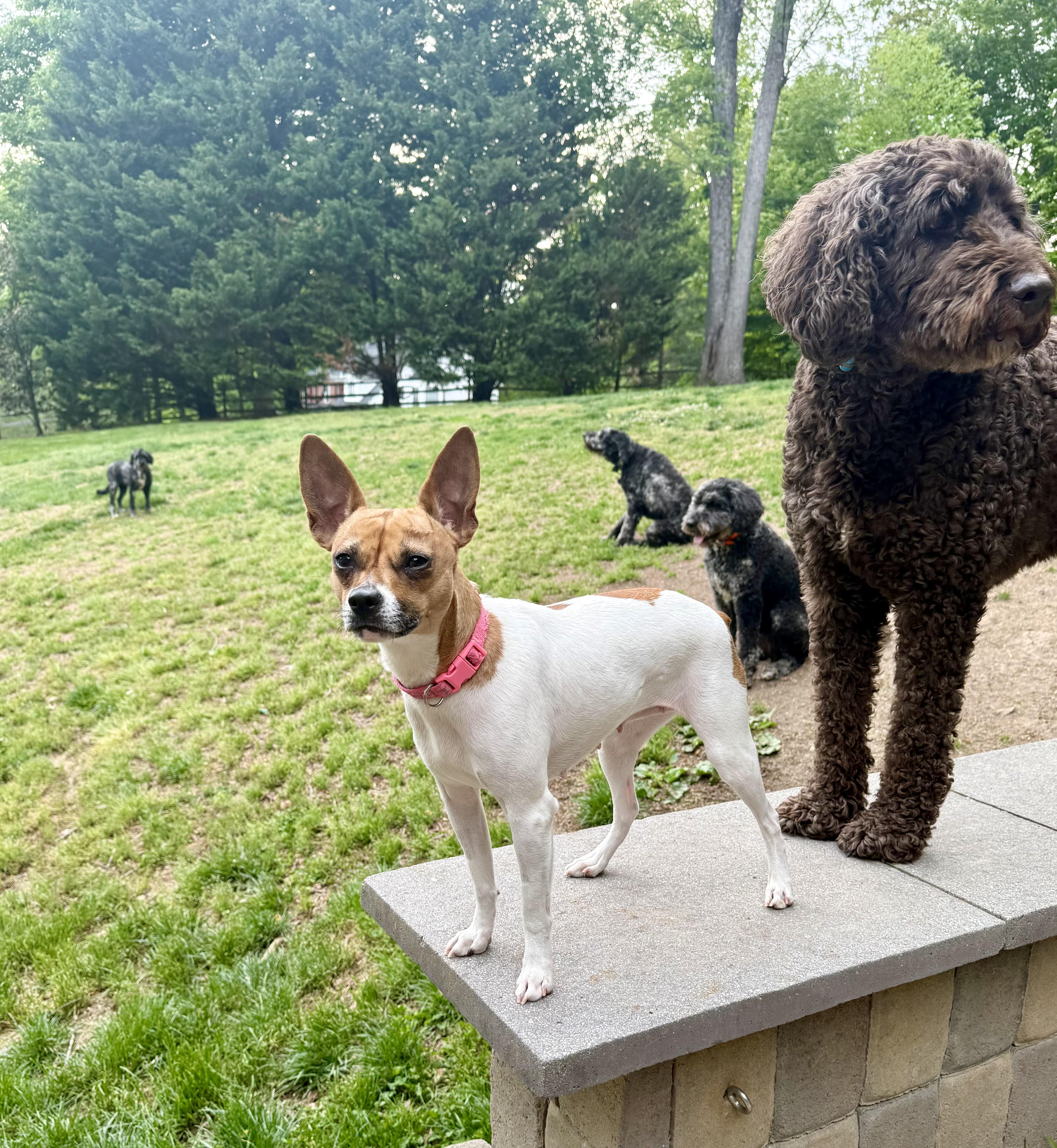 Enlarge Mama Dolly, an adopted mixed breed in Manassas, VA image 2/5