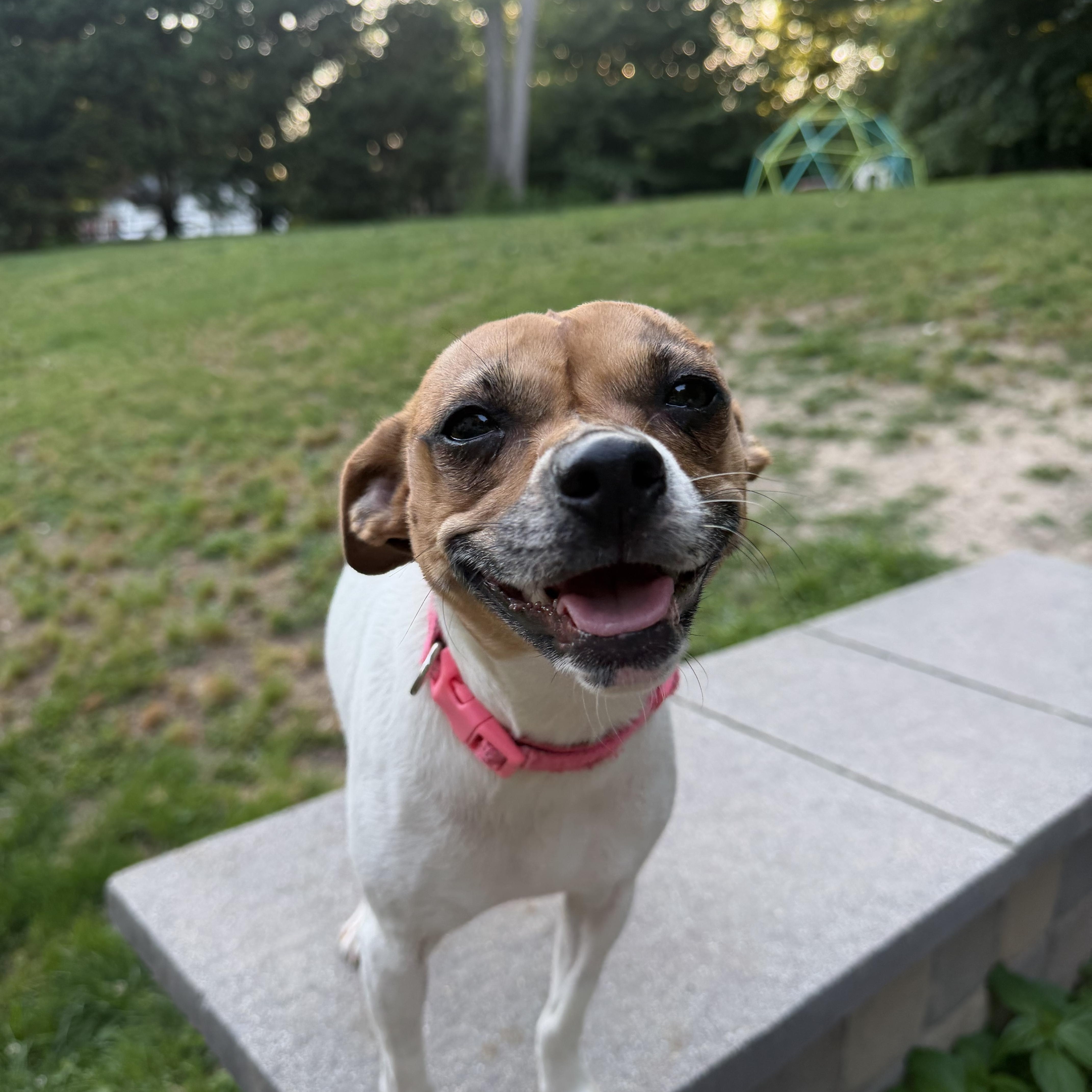 Mama Dolly, adopted, Adult Female Fox Terrier & Mixed Breed.
