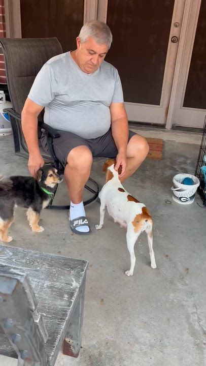 Enlarge Mama Dolly, an adopted mixed breed in Manassas, VA video 4/5