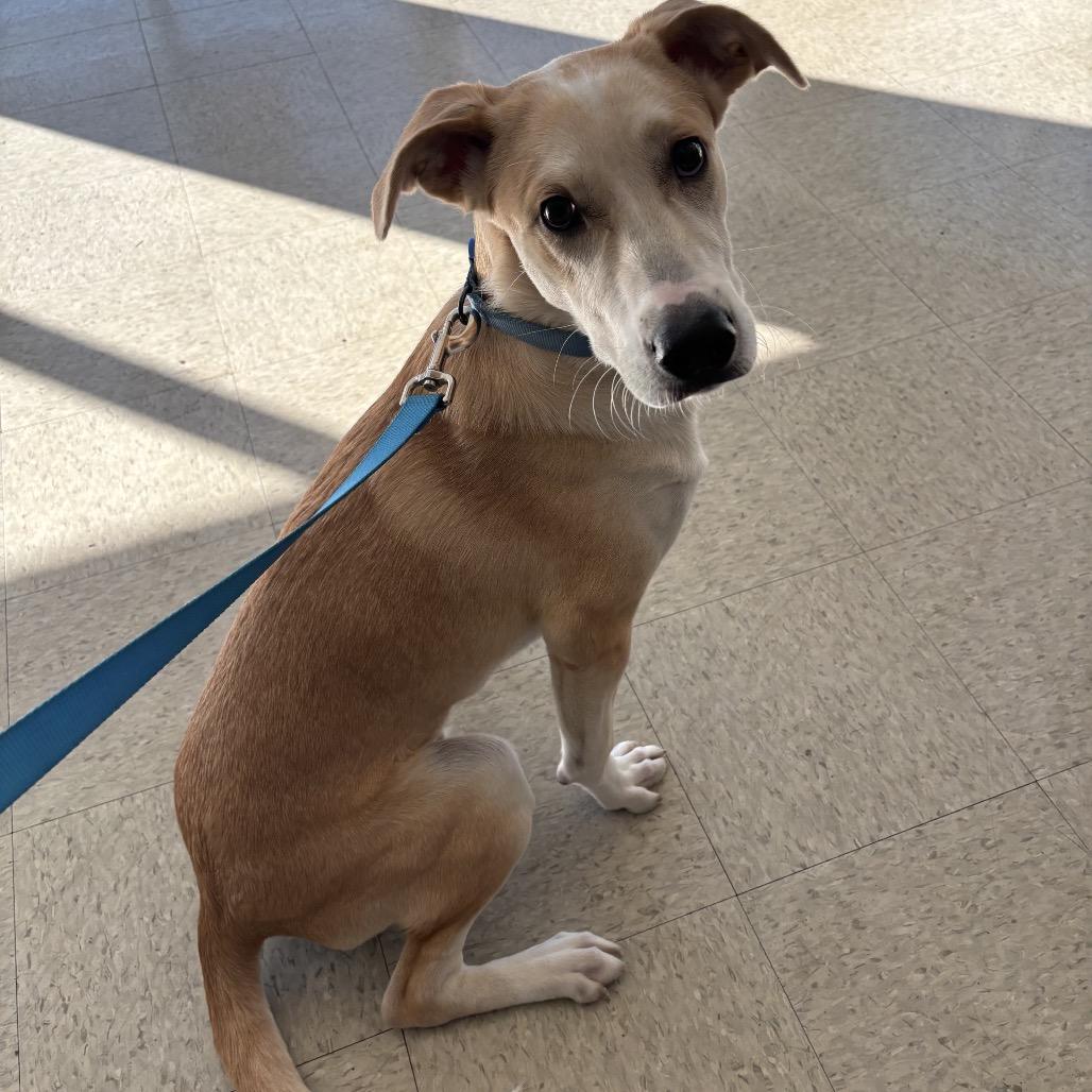 Sammy, Adoptable, Young Male Golden Retriever & Yellow Labrador Retriever.