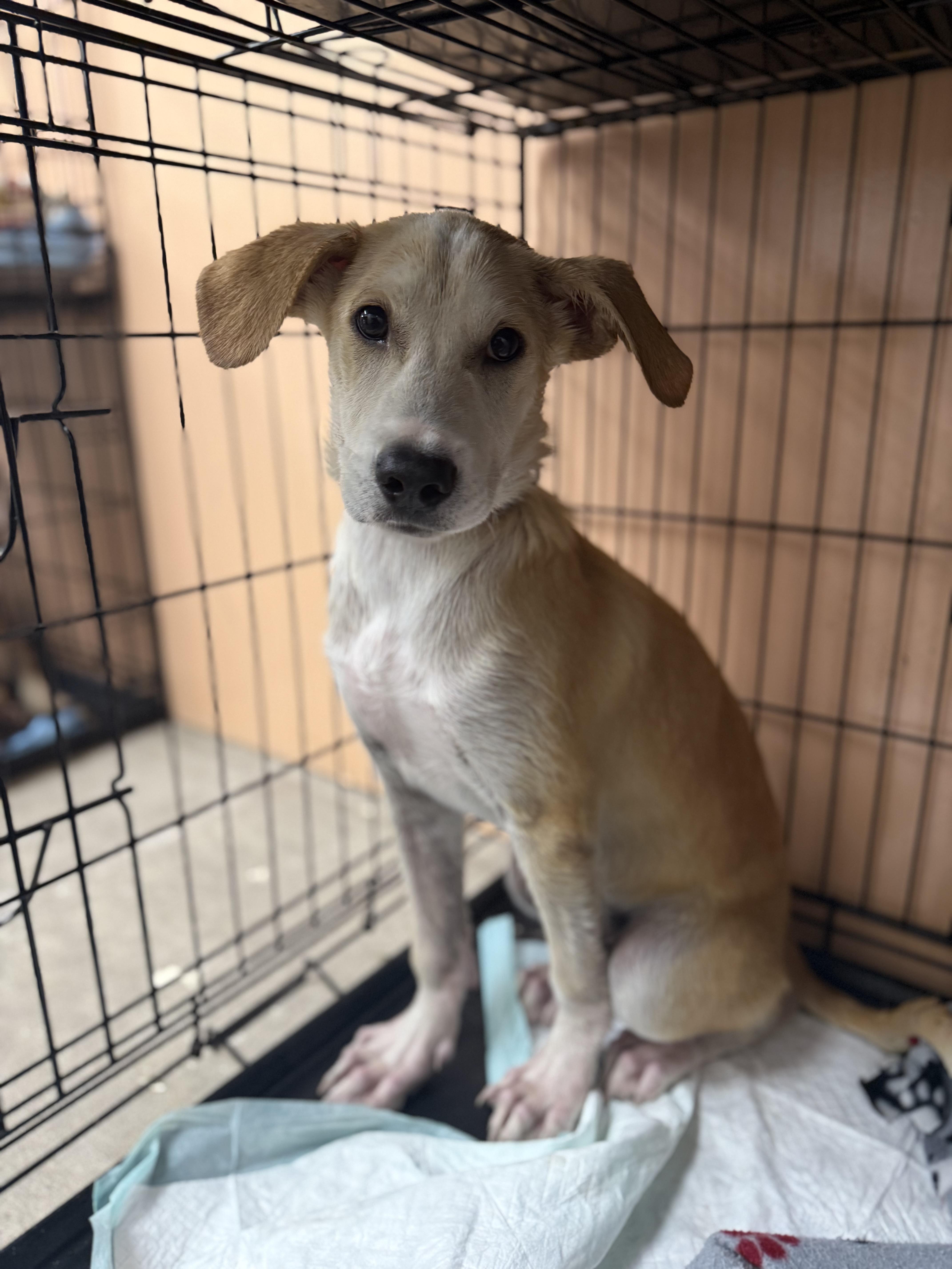 Sammy, Adoptable, Young Male Golden Retriever & Yellow Labrador Retriever.