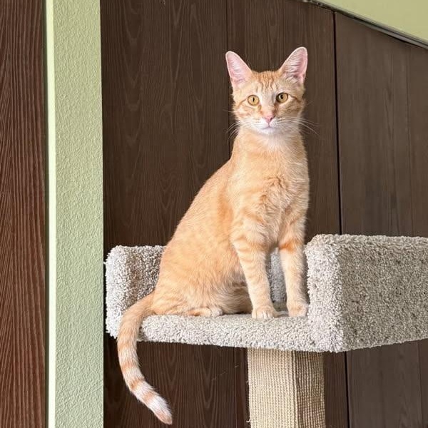 Enlarge Talky - Loving Orange Boy Needs Foster, a Adoptable mixed breed in Seattle, WA image 2/6