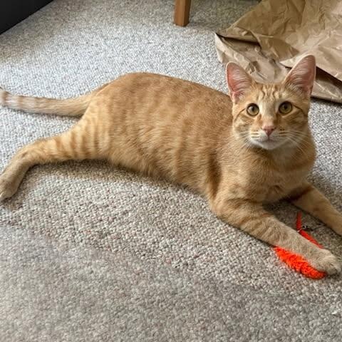 Enlarge Talky - Loving Orange Boy Needs Foster, a Adoptable mixed breed in Seattle, WA image 1/6