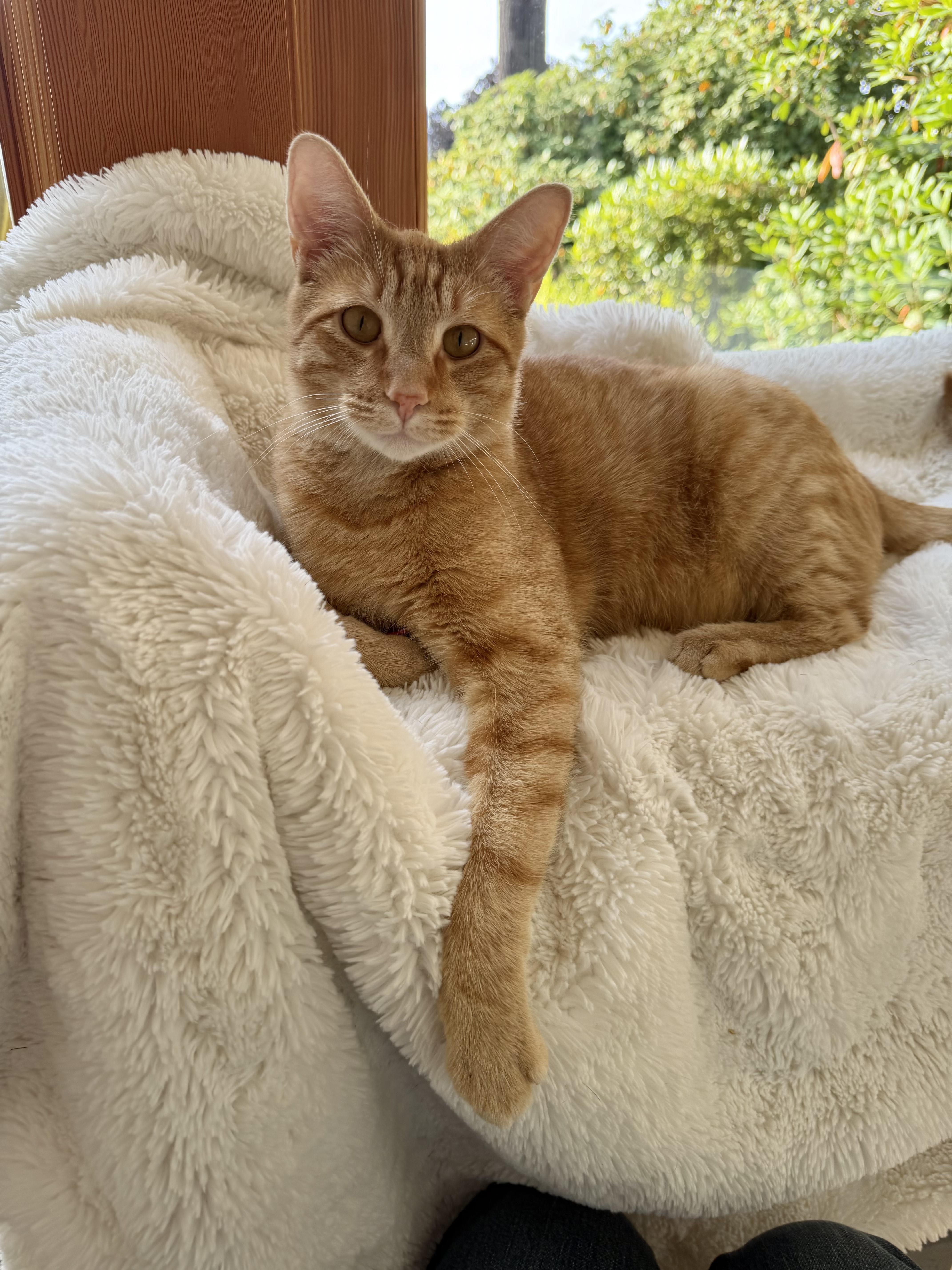Enlarge Talky - Loving Orange Boy Needs Foster, a Adoptable mixed breed in Seattle, WA image 6/6