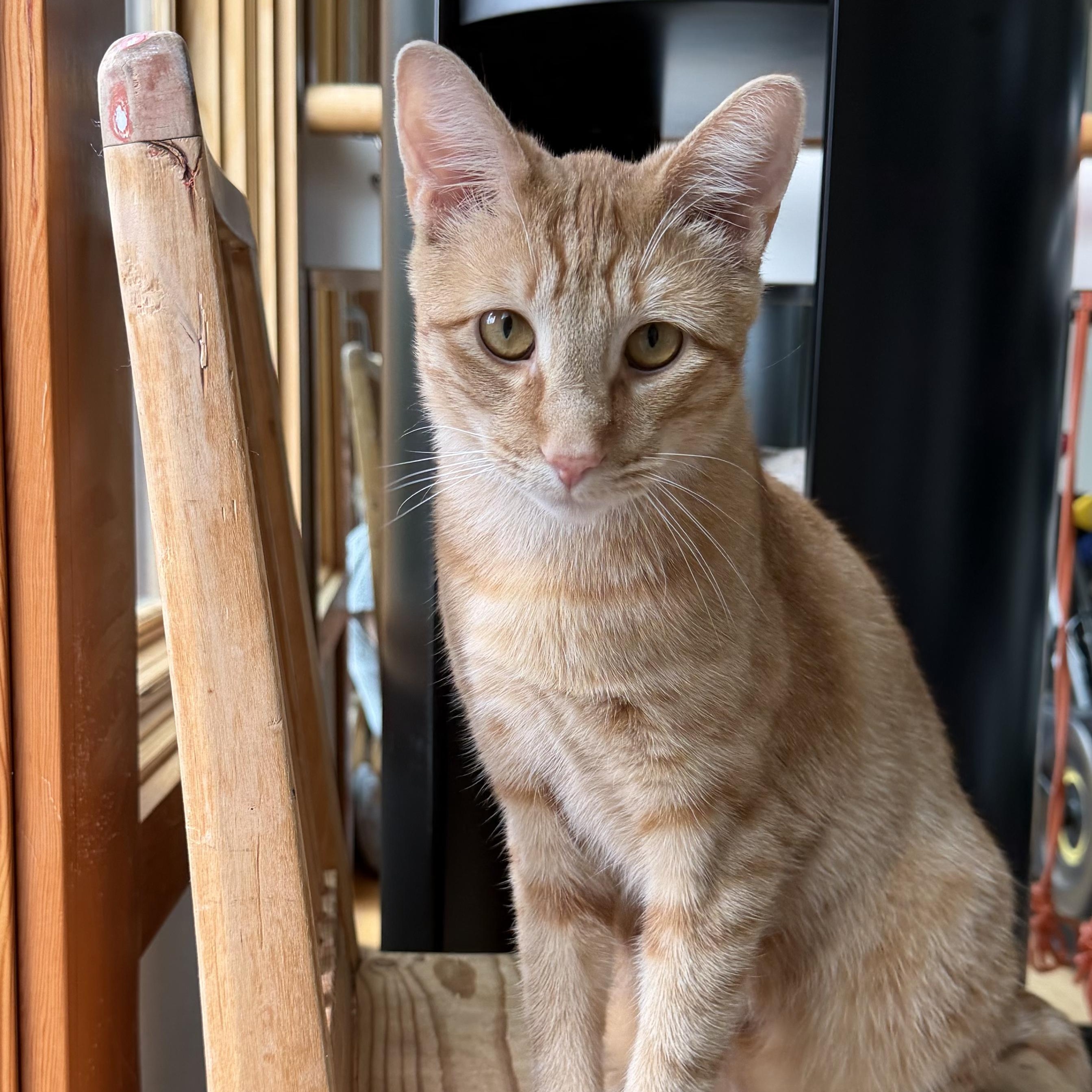 Enlarge Talky - Loving Orange Boy Needs Foster, a Adoptable mixed breed in Seattle, WA image 4/6