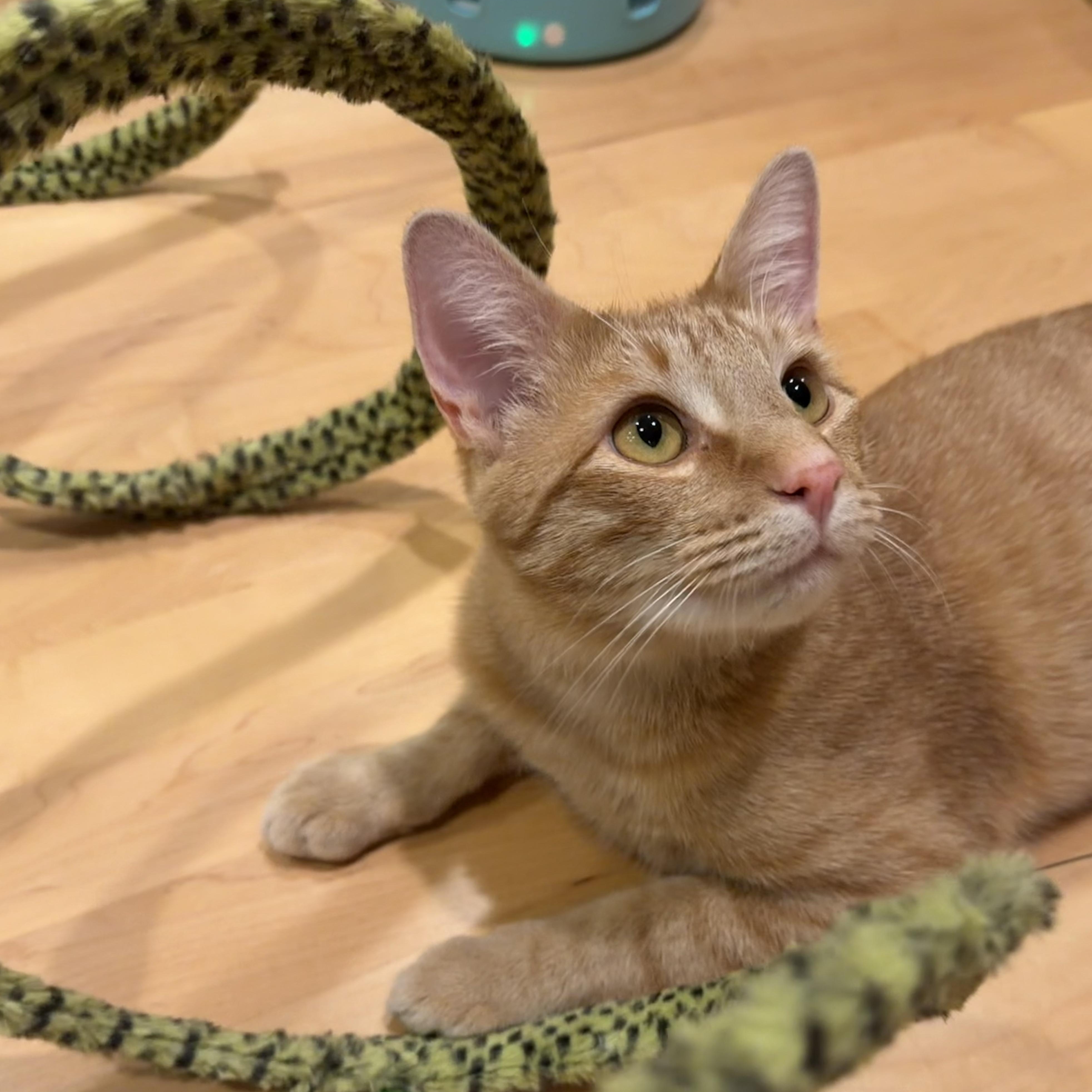Enlarge Talky - Loving Orange Boy Needs Foster, a Adoptable mixed breed in Seattle, WA image 5/6