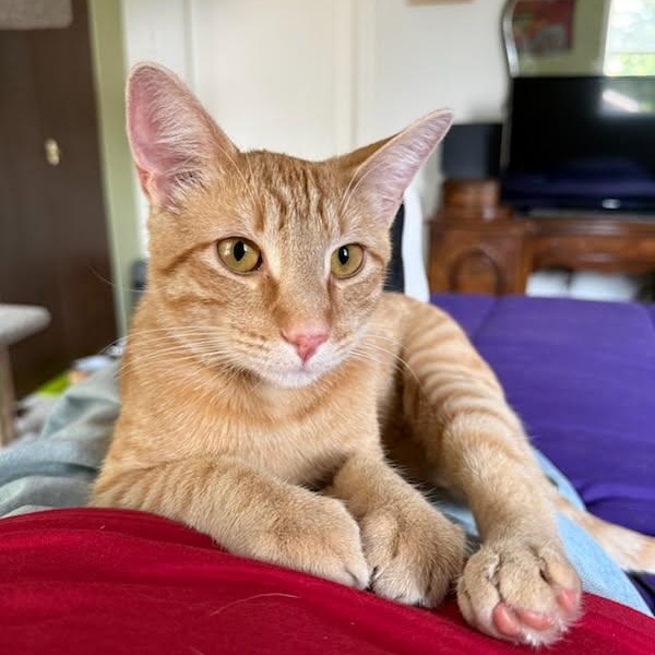 Enlarge Talky - Loving Orange Boy Needs Foster, a Adoptable mixed breed in Seattle, WA image 3/6