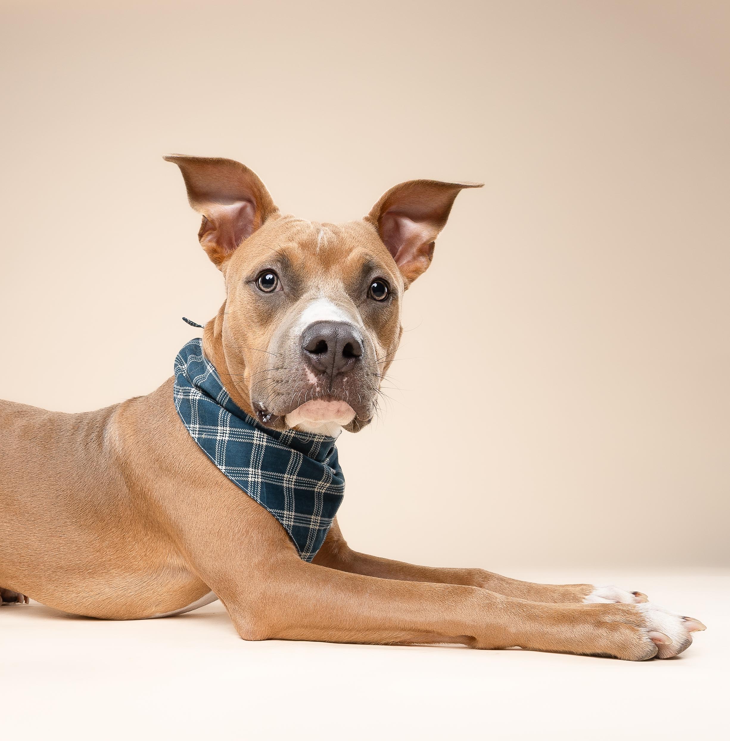 Enlarge Scooby, a Adoptable mixed breed in Miami, FL image 3/6