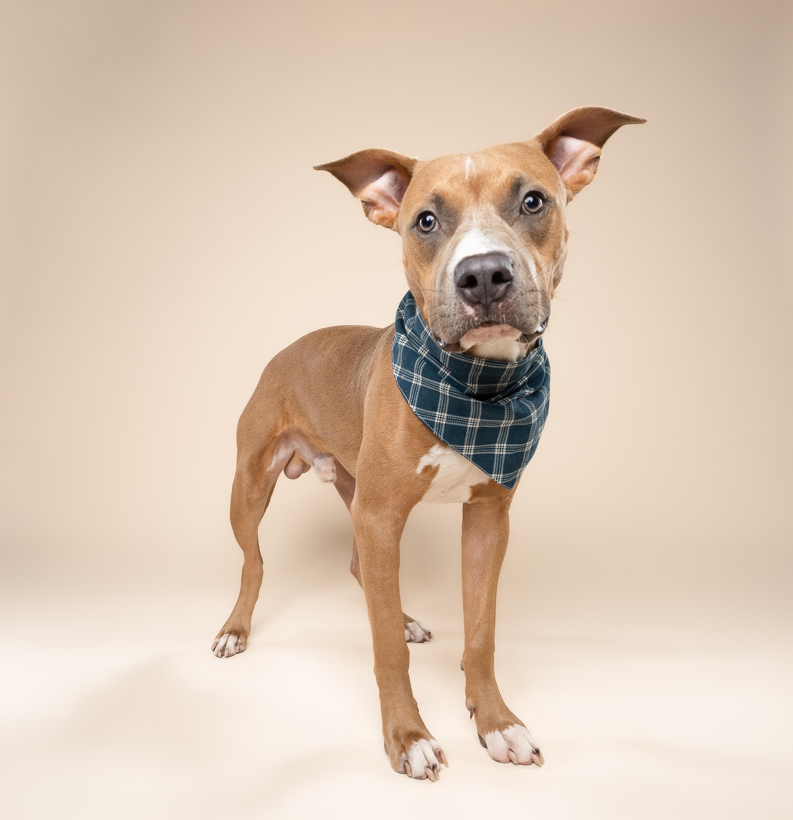 Enlarge Scooby, a Adoptable mixed breed in Miami, FL image 5/6