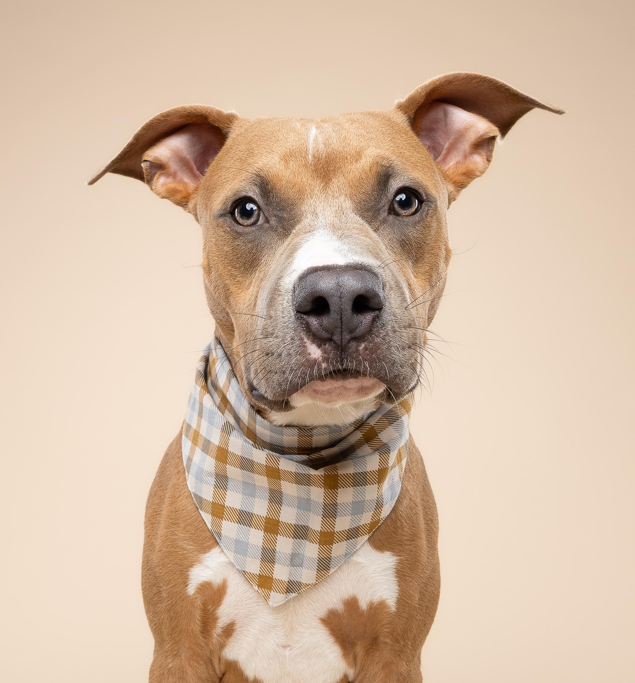Enlarge Scooby, a Adoptable mixed breed in Miami, FL image 4/6