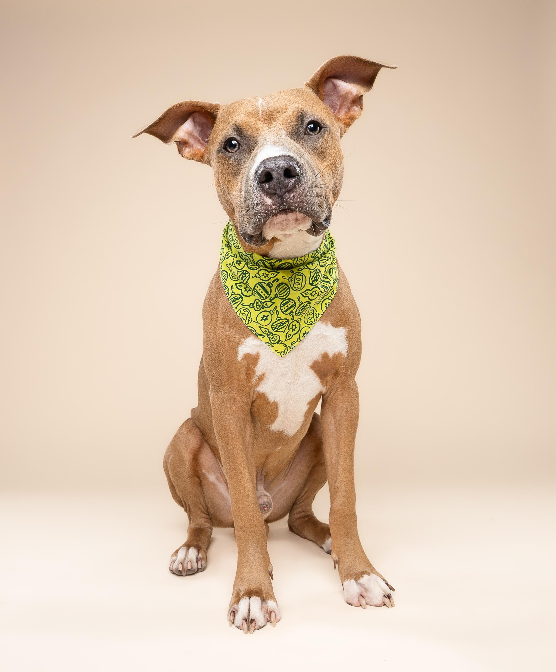 Enlarge Scooby, a Adoptable mixed breed in Miami, FL image 1/6