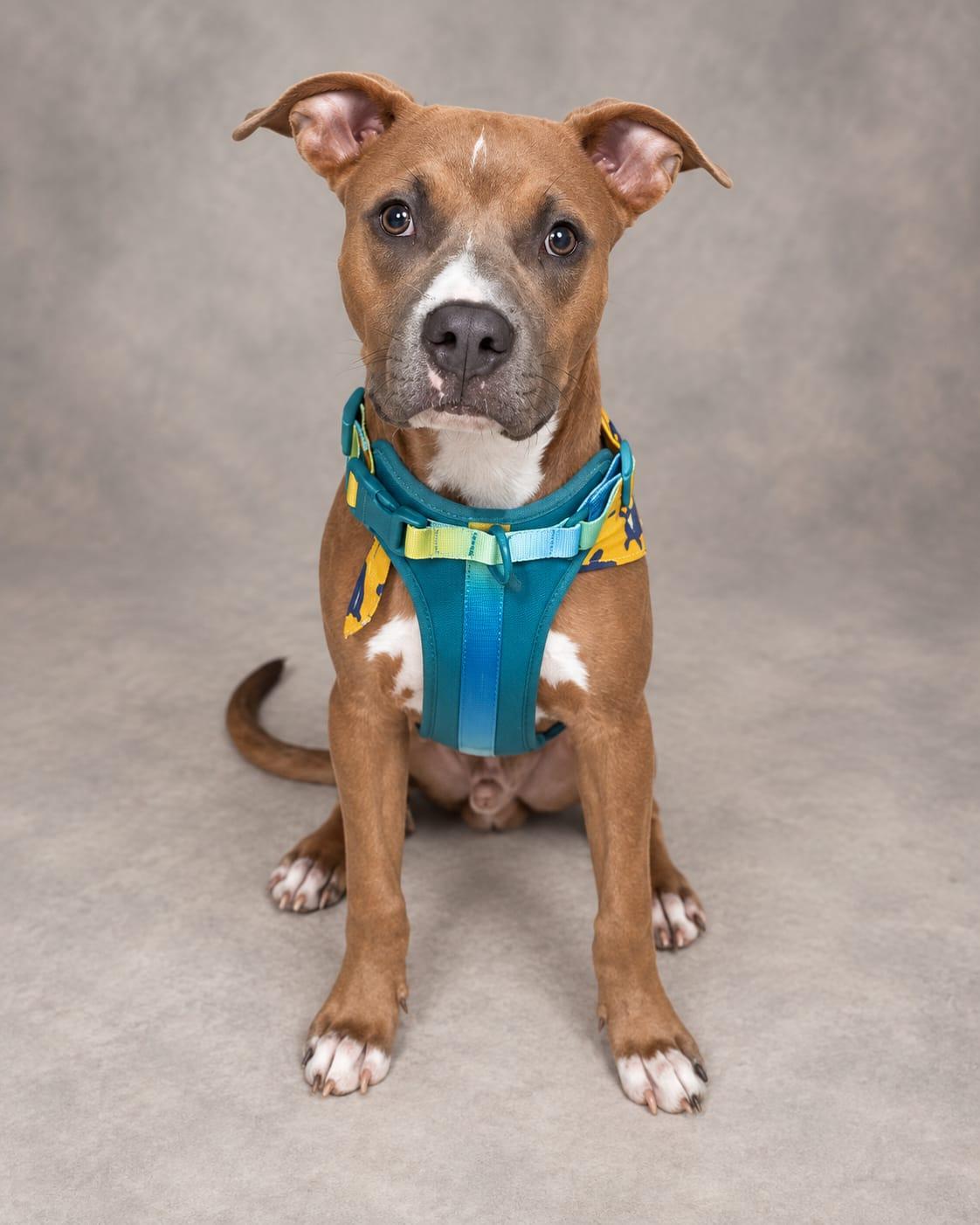 Enlarge Scooby, a Adoptable mixed breed in Miami, FL image 2/6