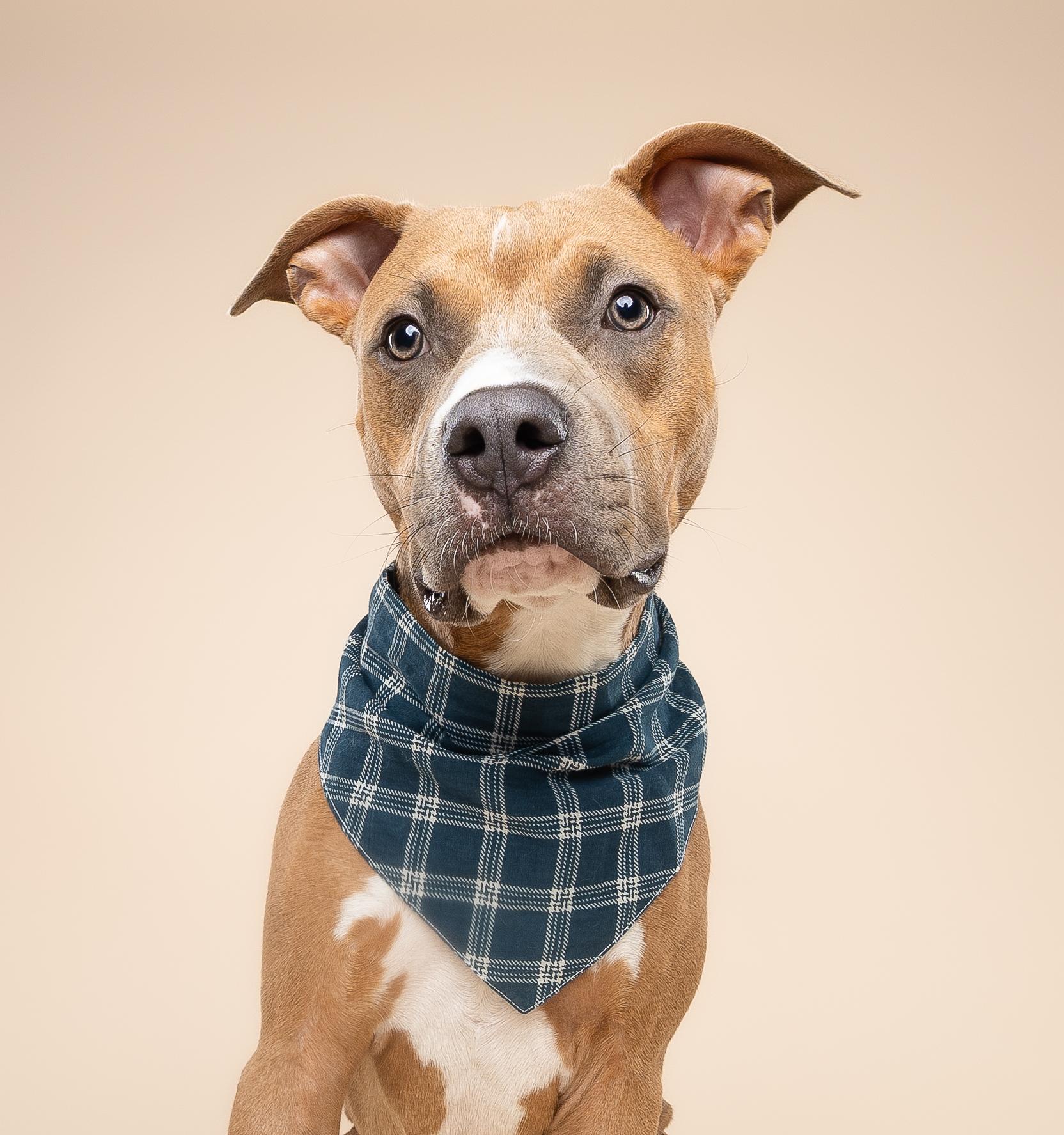Enlarge Scooby, a Adoptable mixed breed in Miami, FL image 6/6