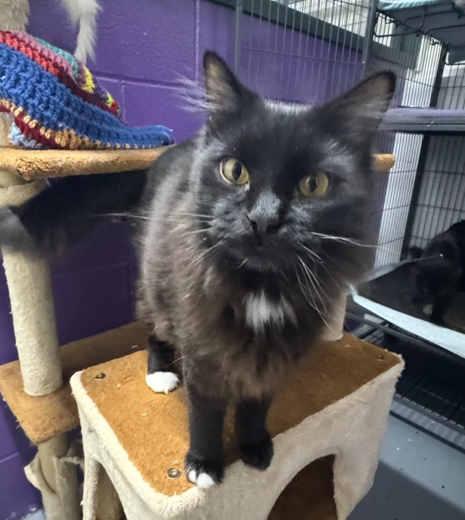 Jeff, Adoptable, Young Male Domestic Medium Hair.