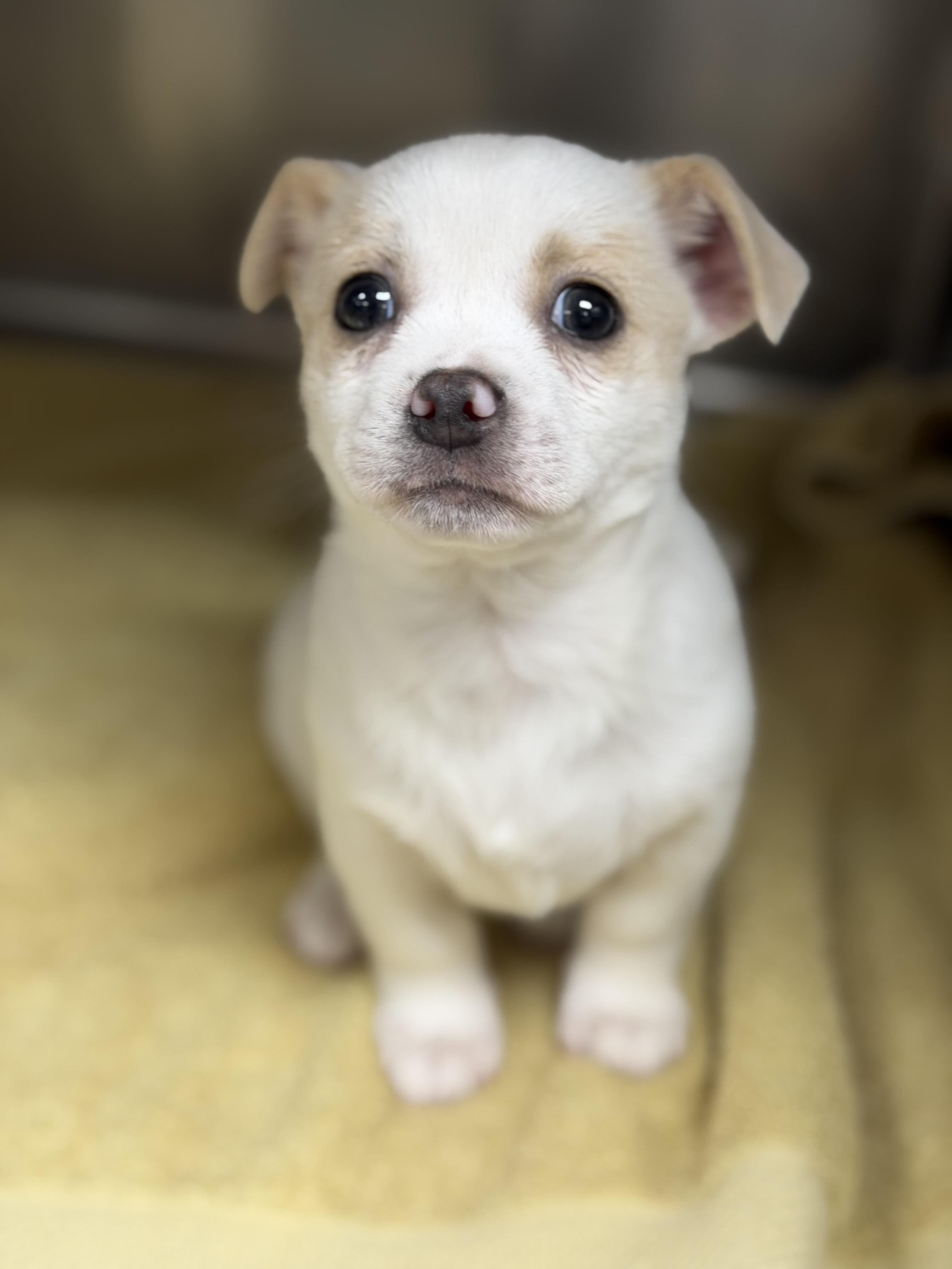 Biscotti , ADOPTABLE, Puppy Female Chihuahua.