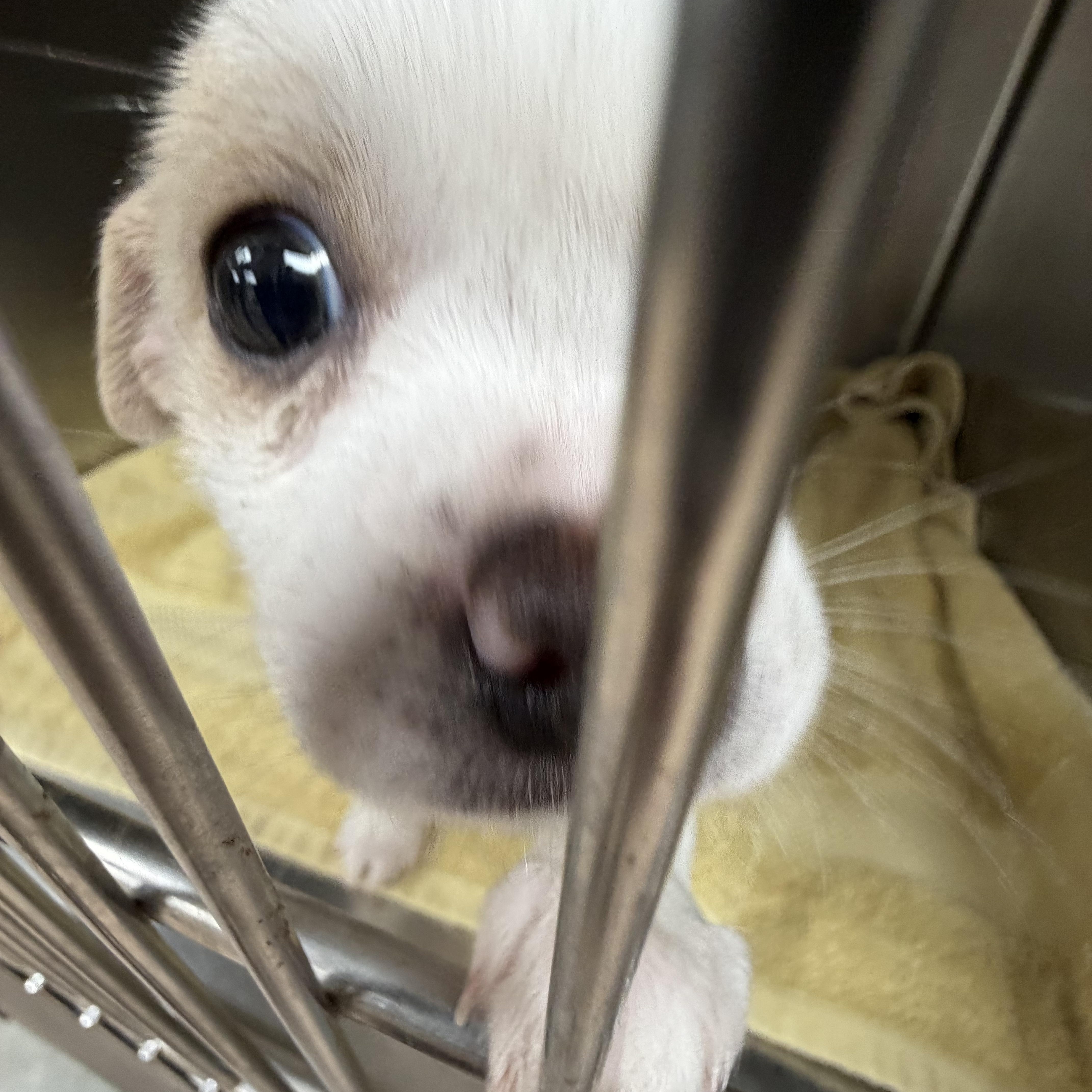 Enlarge Biscotti , a ADOPTABLE mixed breed in Newtown, CT image 2/3