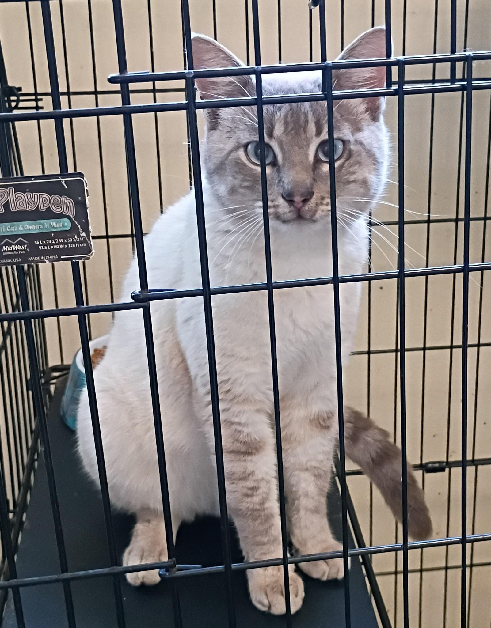 Enlarge Bernard - gentle & loving, an adopted mixed breed in Hendersonville, TN image 2/2