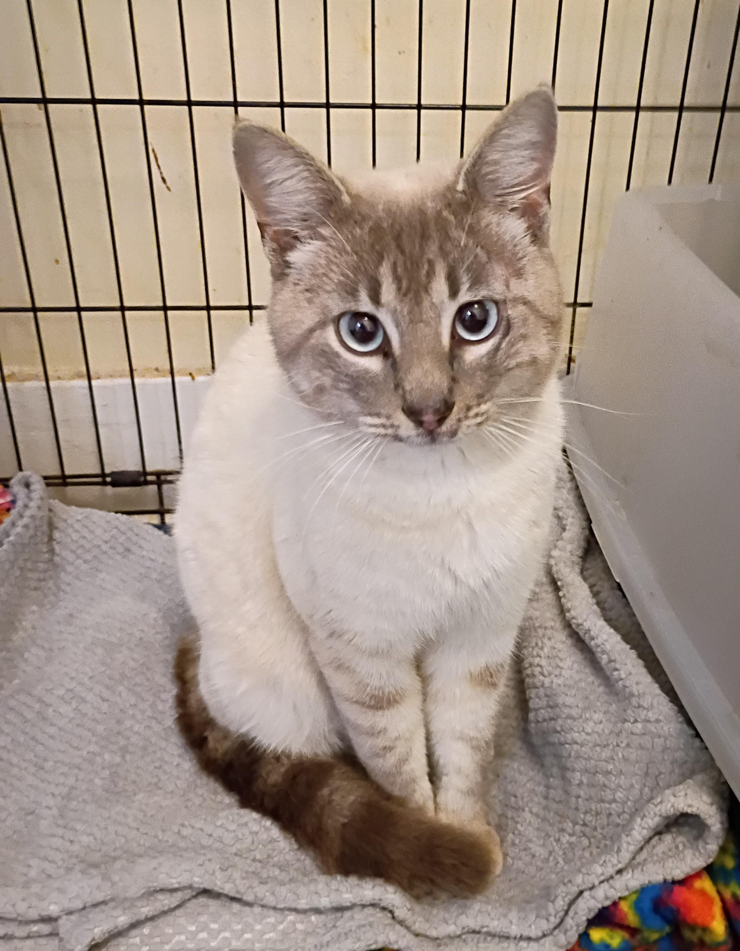 Enlarge Bernard - gentle & loving, an adopted mixed breed in Hendersonville, TN image 1/2