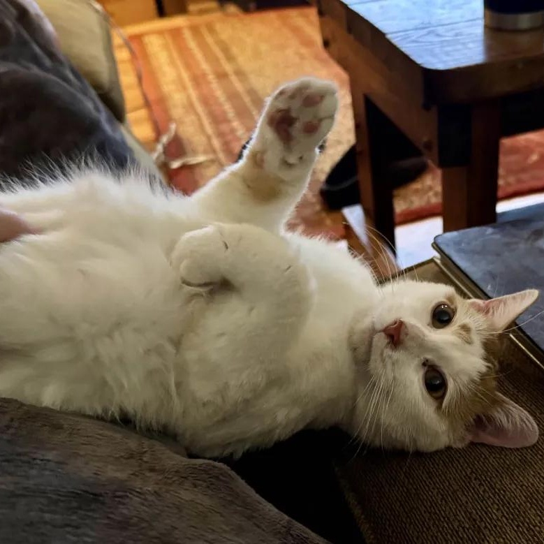 Penne, Adoptable, Adult Female Domestic Short Hair.