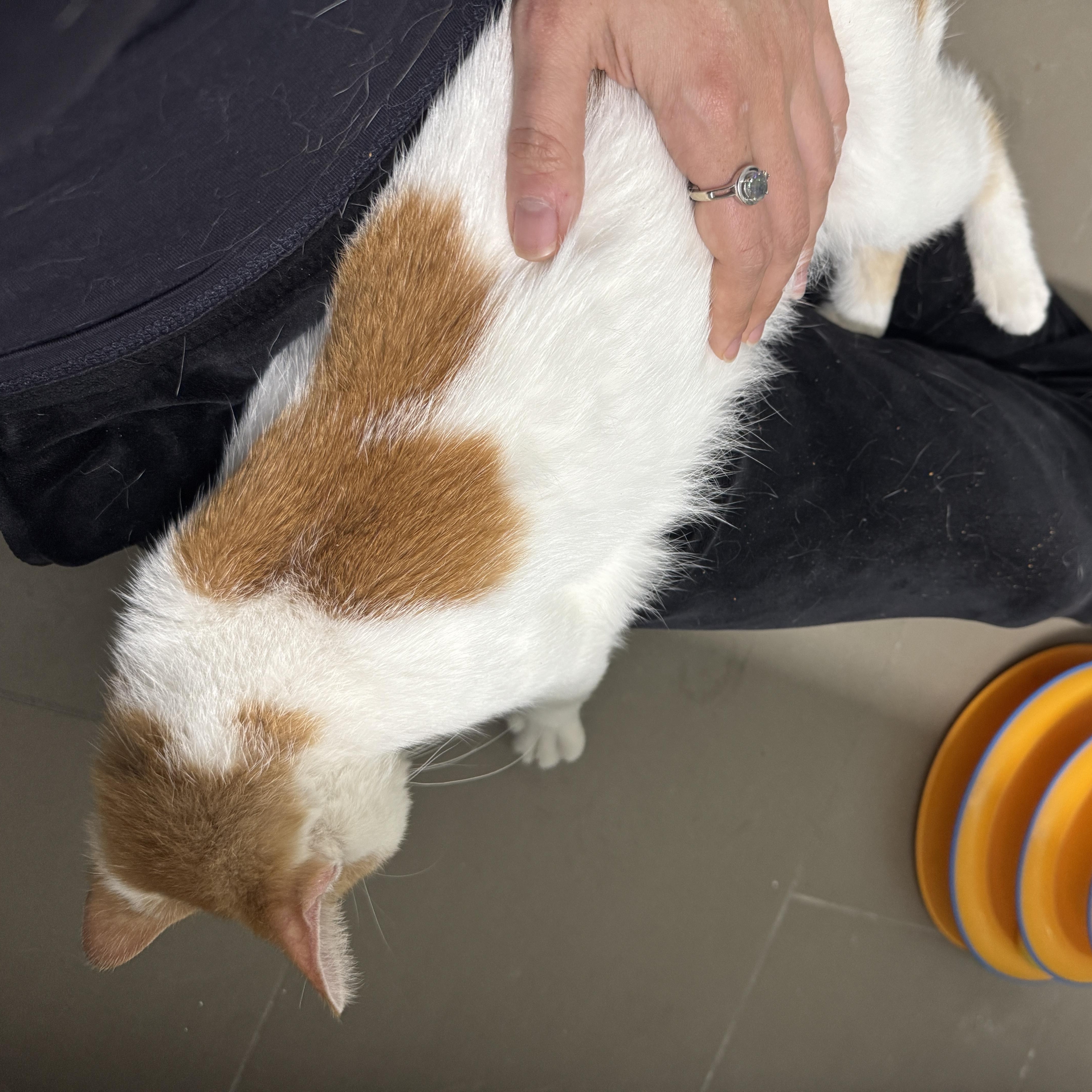 Enlarge Penne, a Adoptable Domestic Short Hair in Cleveland Heights, OH image 3/6