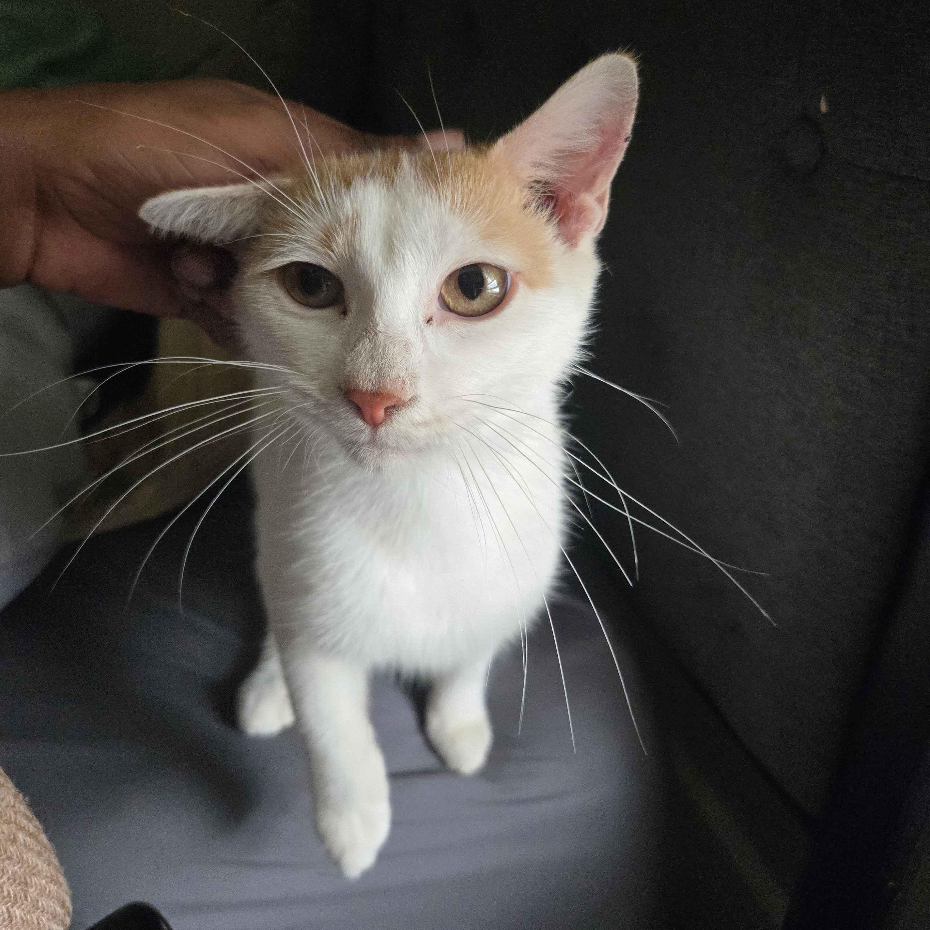 Enlarge Penne, a Adoptable Domestic Short Hair in Cleveland Heights, OH image 2/6