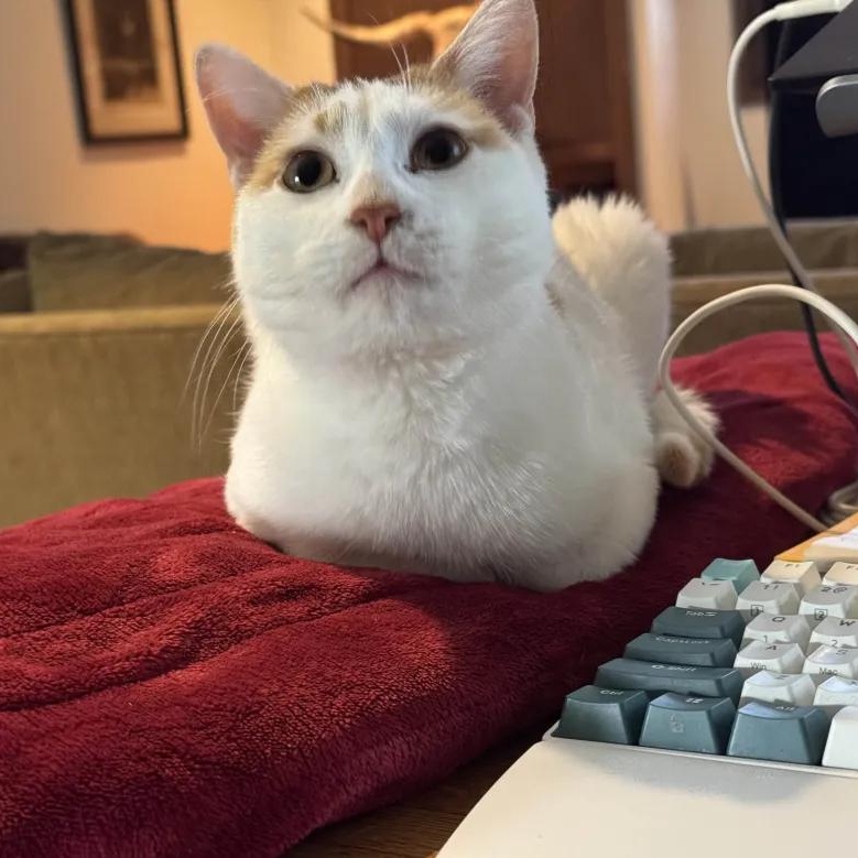 Enlarge Penne, a Adoptable Domestic Short Hair in Cleveland Heights, OH image 6/6