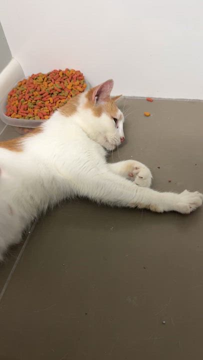 Enlarge Penne, a Adoptable Domestic Short Hair in Cleveland Heights, OH video 4/6