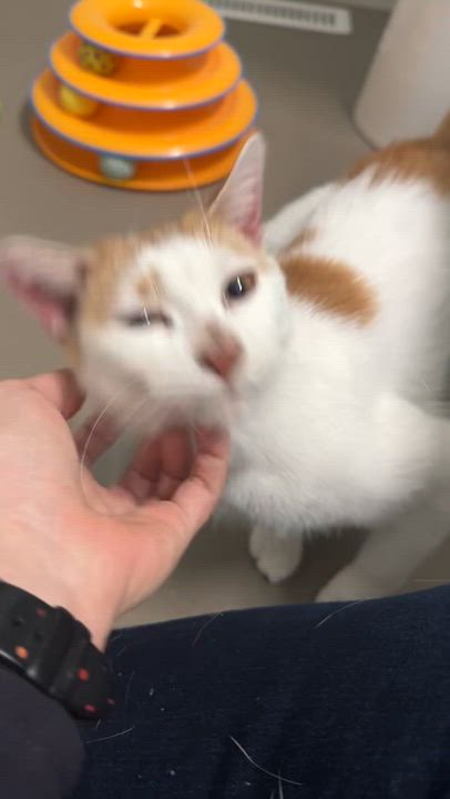 Enlarge Penne, a Adoptable Domestic Short Hair in Cleveland Heights, OH video 5/6