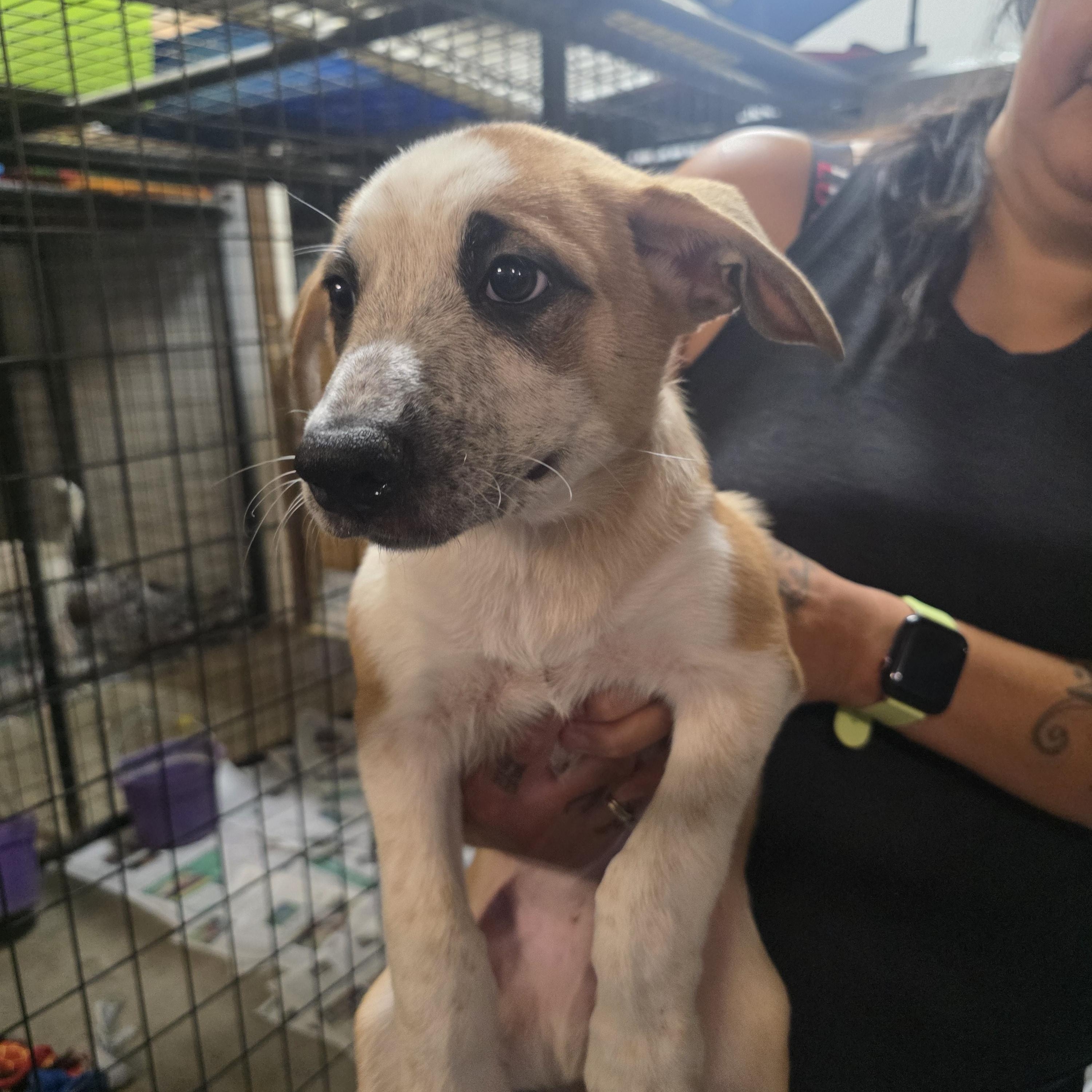 Enlarge P12-Goku, an adopted mixed breed in Billings, MT image 2/2