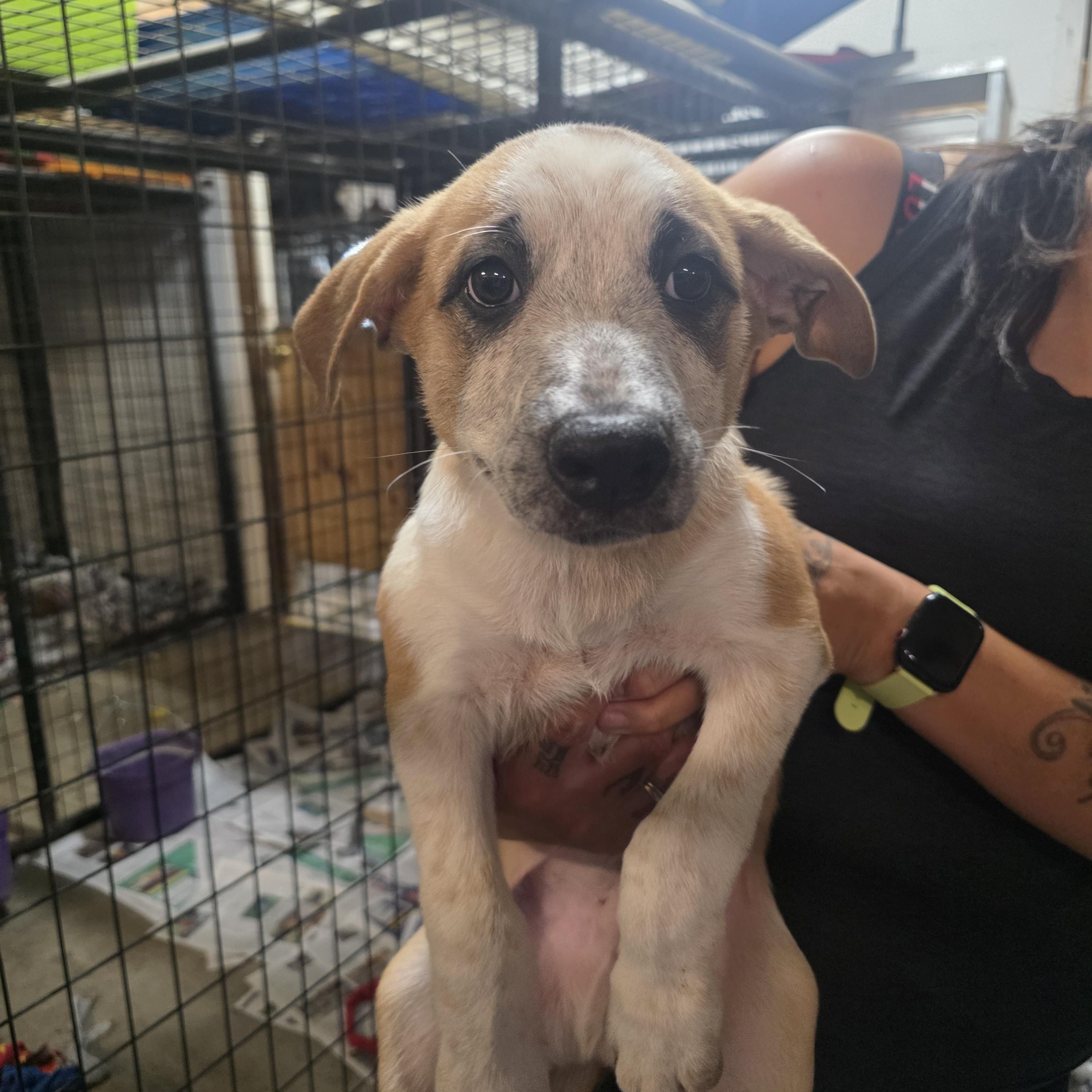 P12-Goku, adopted, Puppy Male German Shepherd Dog & Border Collie.