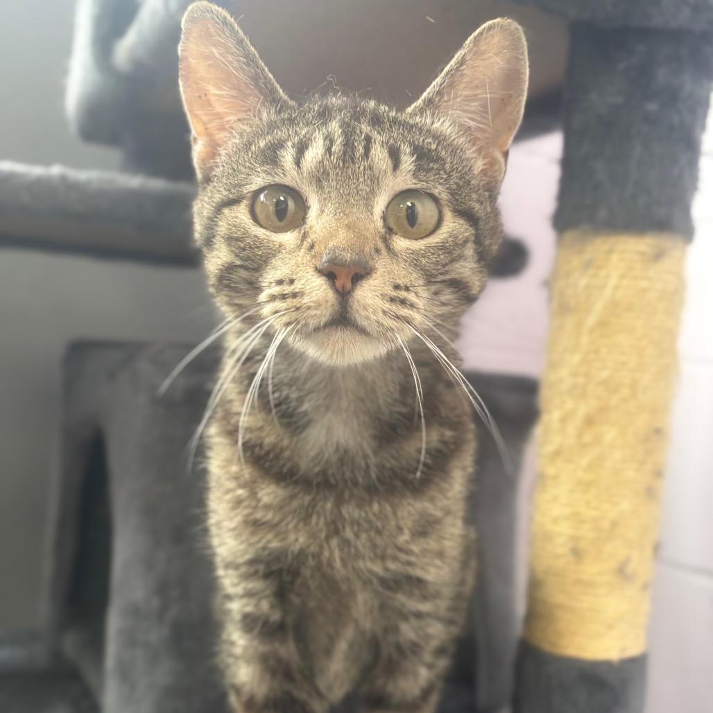 Cassie, Adoptable, Adult Female Domestic Short Hair.