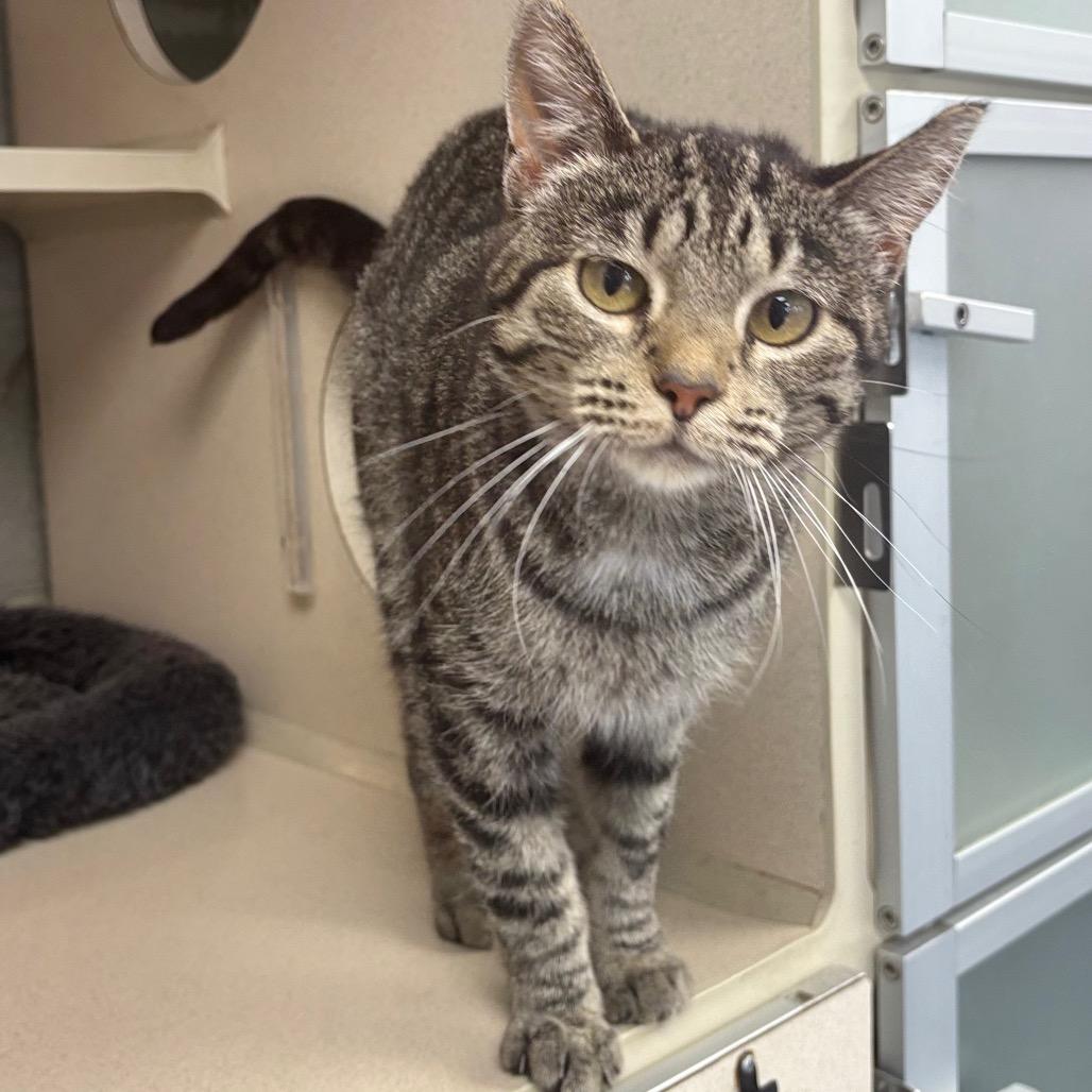 Enlarge Cassie, a Adoptable Domestic Short Hair in Marshalltown, IA image 2/3