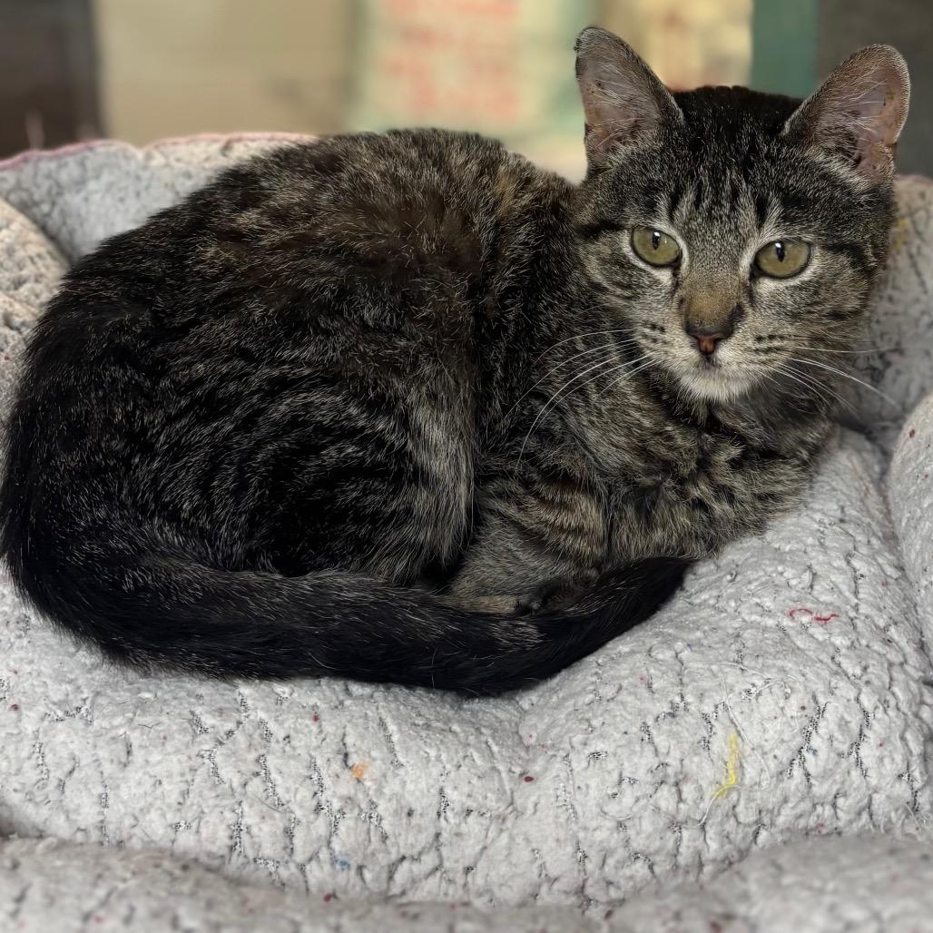 Enlarge Cassie, a Adoptable Domestic Short Hair in Marshalltown, IA image 3/3