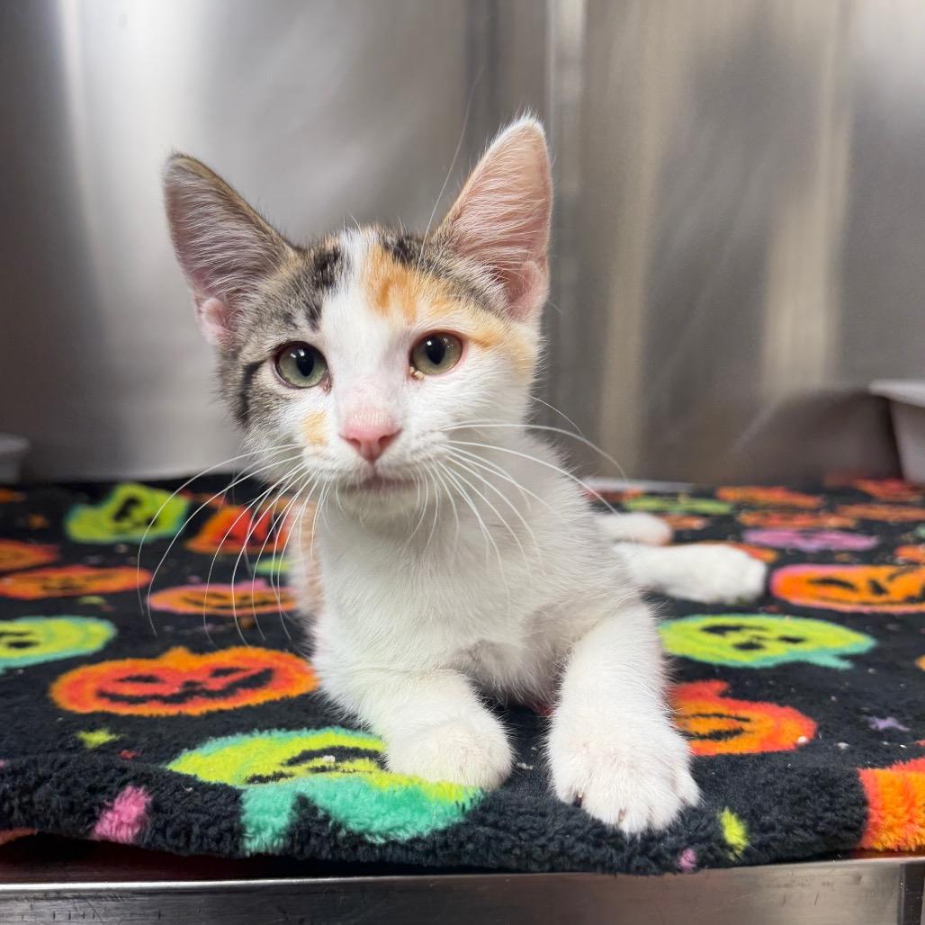 Yogi, Adoptable, Kitten Female Domestic Short Hair.