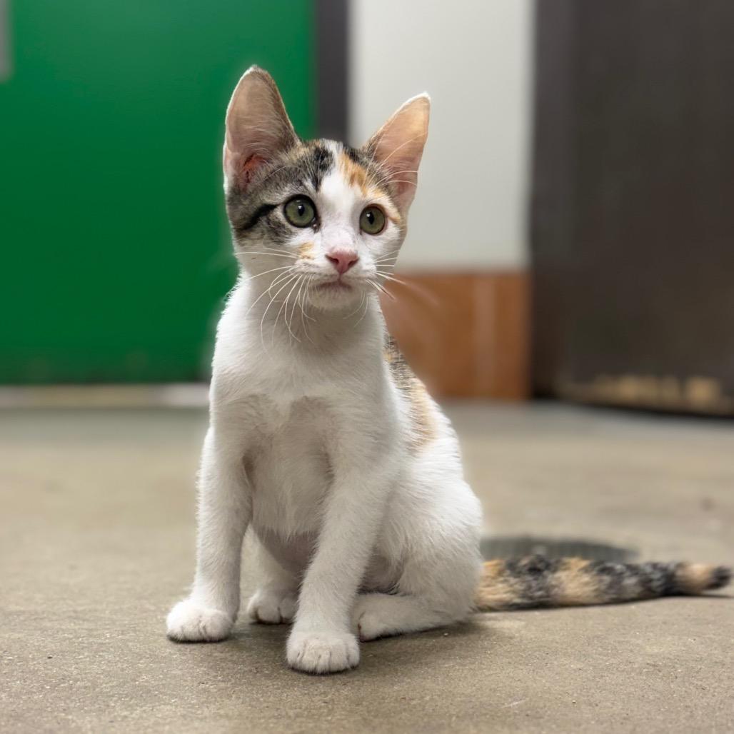 Enlarge Yogi, a Adoptable Domestic Short Hair in Bryan, TX image 2/6