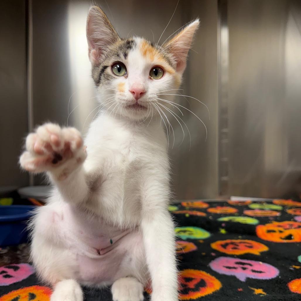 Enlarge Yogi, a Adoptable Domestic Short Hair in Bryan, TX image 3/6