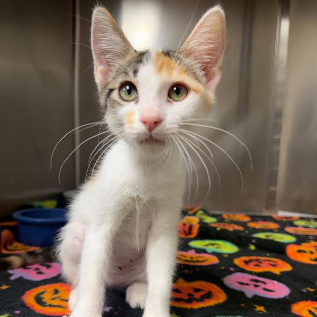 Enlarge Yogi, a Adoptable Domestic Short Hair in Bryan, TX image 4/6