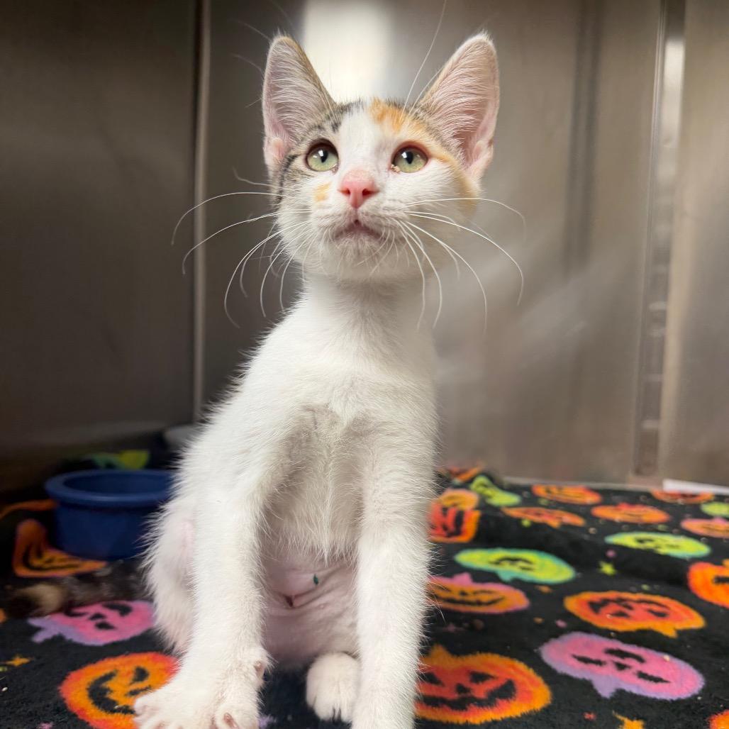 Enlarge Yogi, a Adoptable Domestic Short Hair in Bryan, TX image 5/6