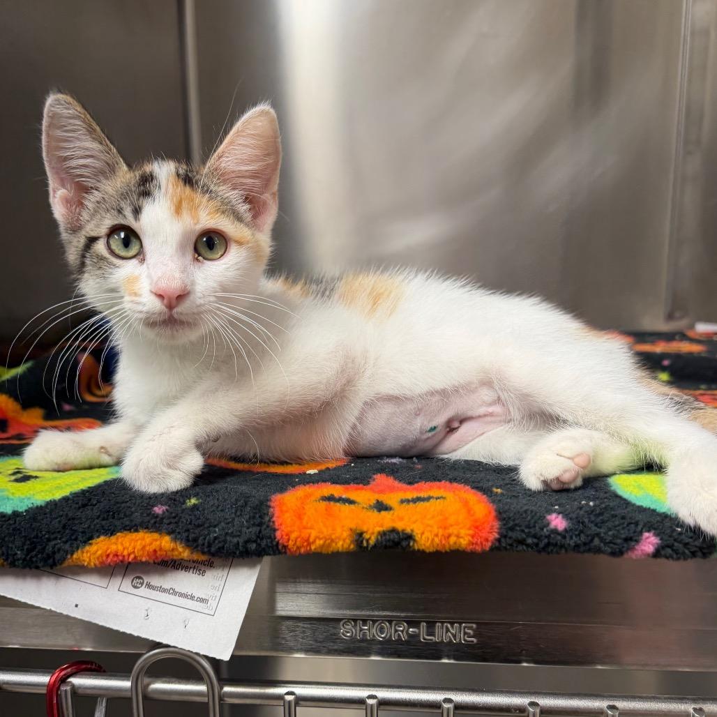 Enlarge Yogi, a Adoptable Domestic Short Hair in Bryan, TX image 6/6