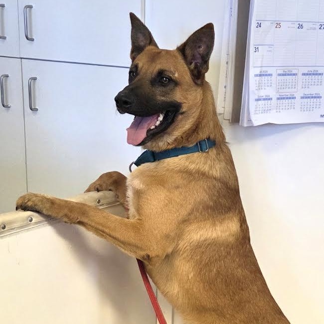 Enlarge The Dude, a ADOPTABLE mixed breed in Grass Valley, CA image 1/6